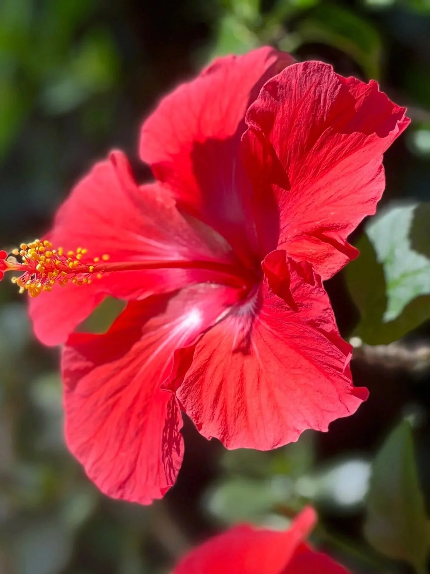 A close-up of a bright red hibiscus flower with prominent stamens and a blurred green background.