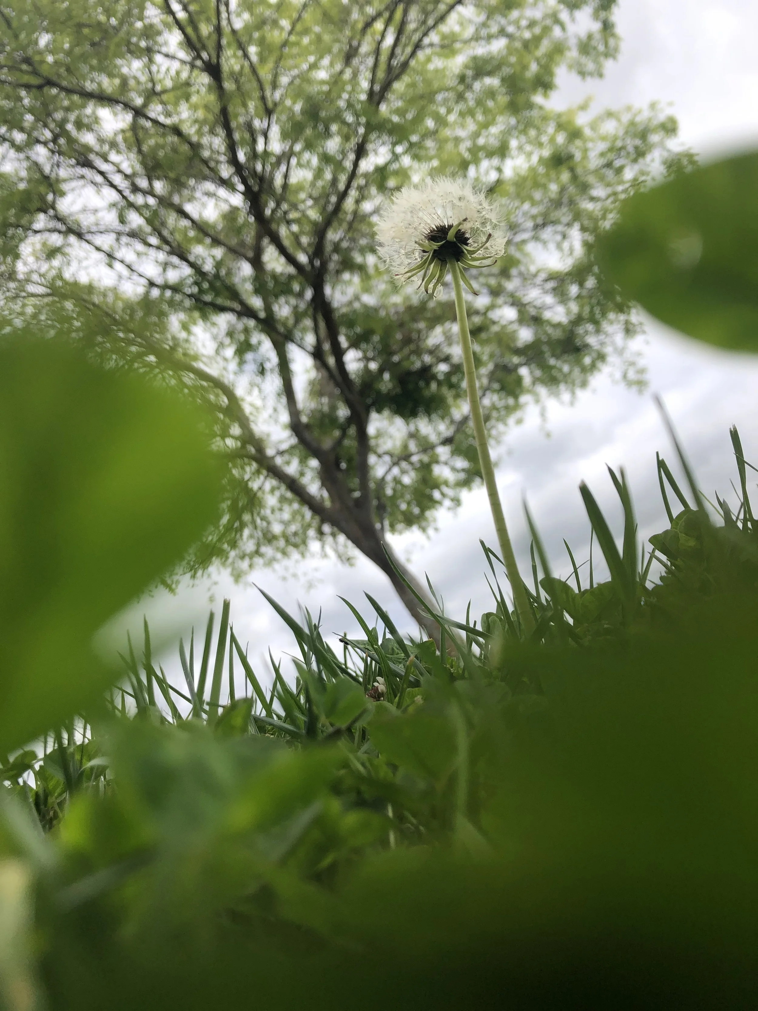 Low-angle view of a dandelion seed head in a grassy field with a tree and cloudy sky in the background, taken through green leaves.