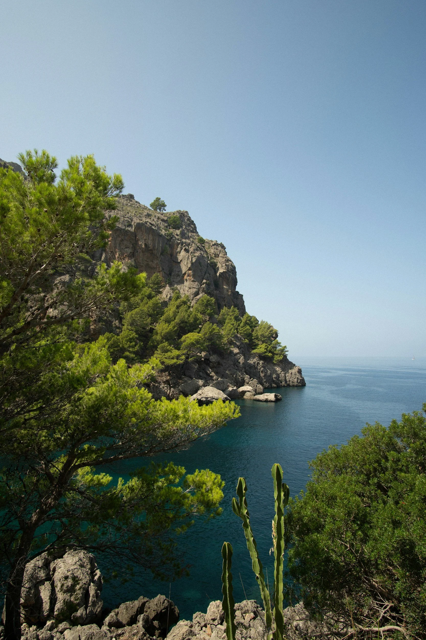 Coastal landscape with rocky cliffs, green trees, and cacti near the water, under a clear blue sky.