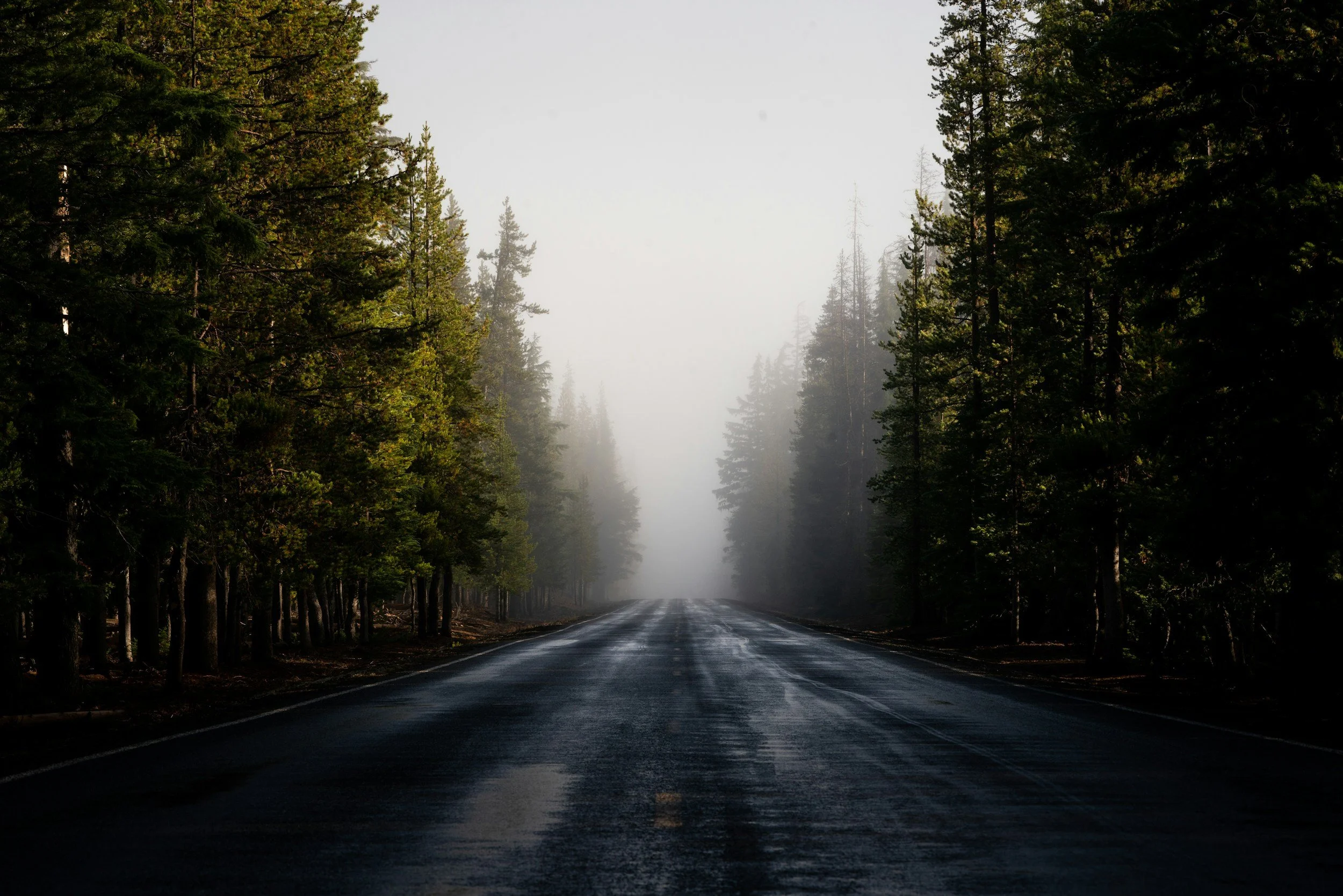 A road passing through a forest with tall evergreen trees on both sides. A light fog covers the distant trees and sky.