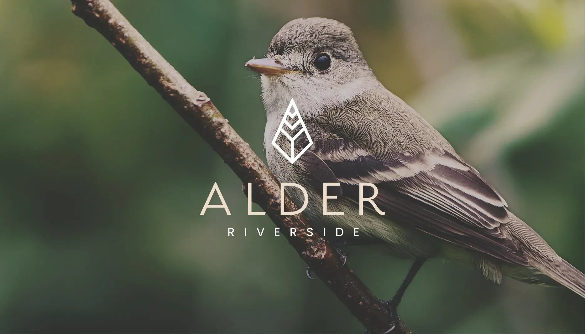 Portfolio_Pieces_2026_Alder_1.webp