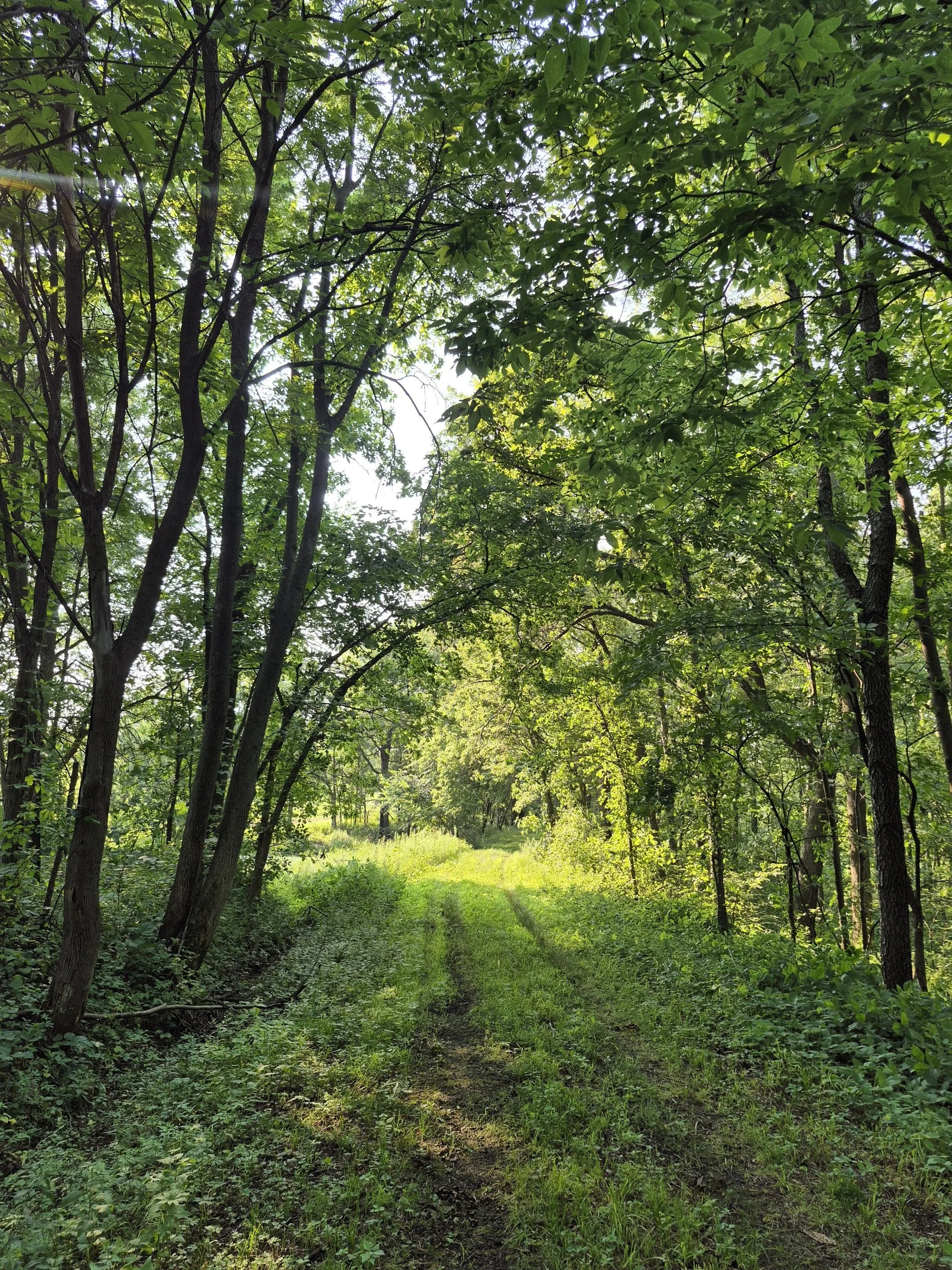 A wooded trail with lush green trees and foliage, some sunlight filtering through the leaves, and a grassy path leading into the forest.