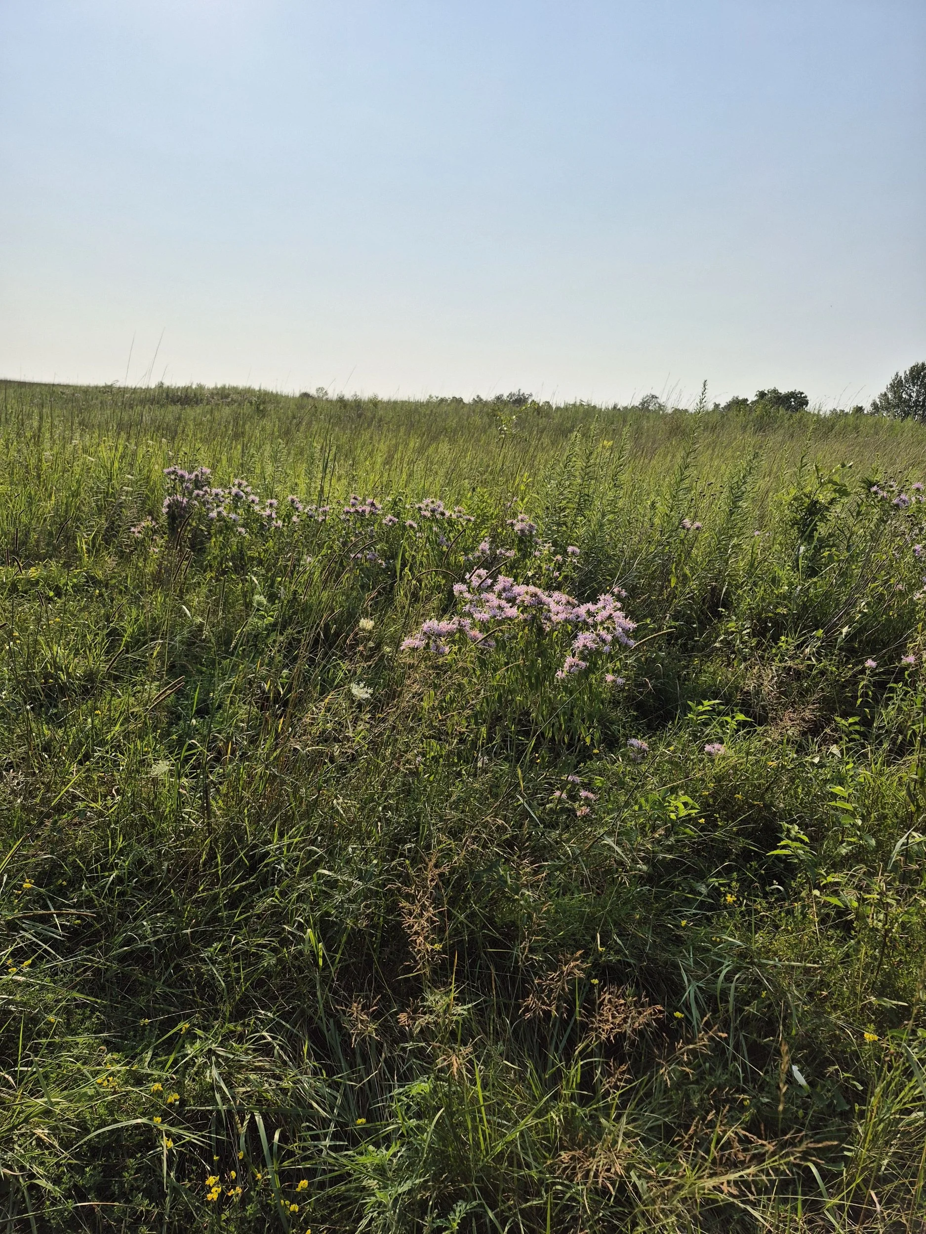 A grassy field with various plants and purple flowers, under a clear blue sky.