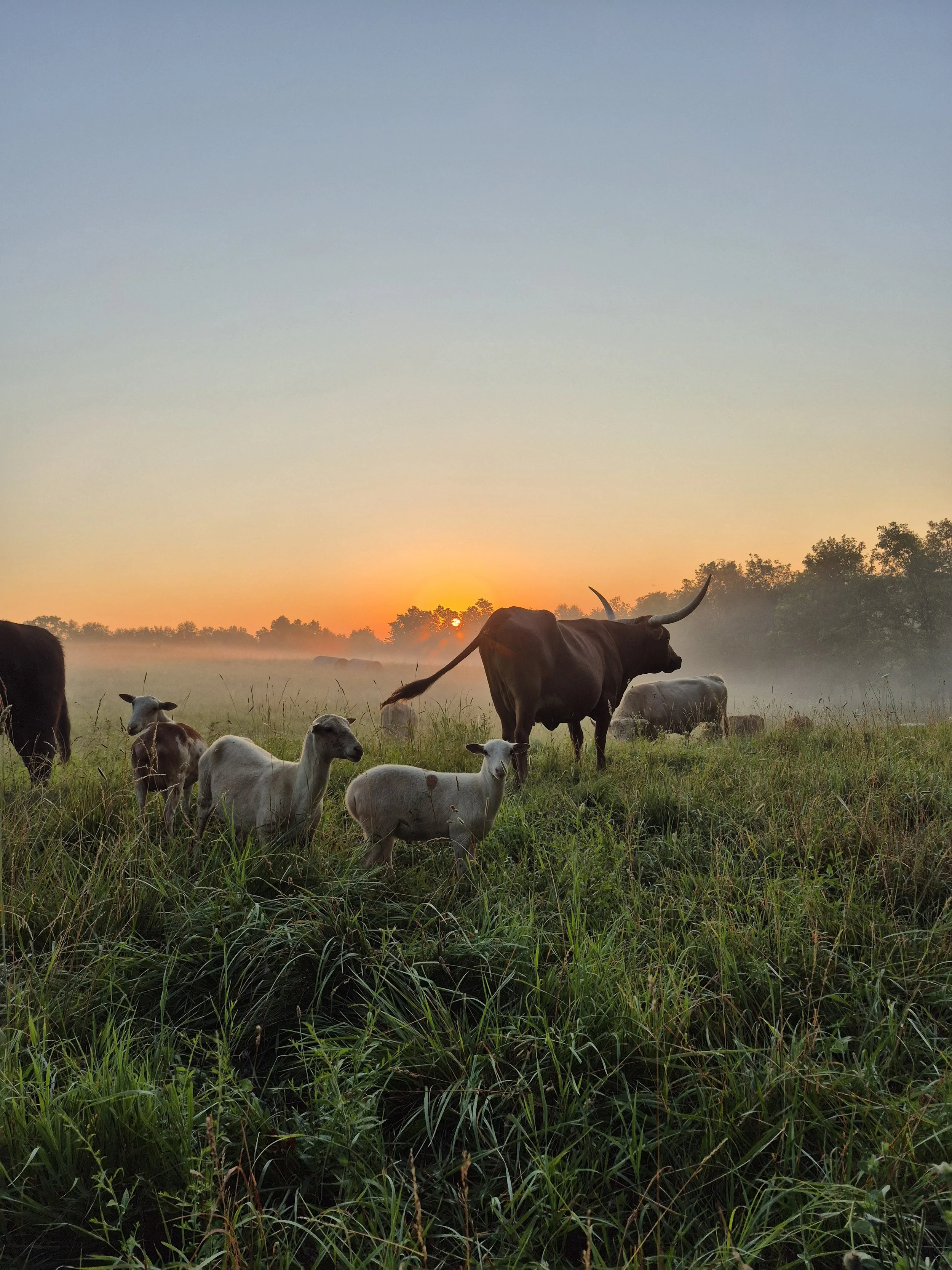 Herd of cattle grazing in a grassy field during sunrise or sunset with a hazy sky and sparse trees in the background.