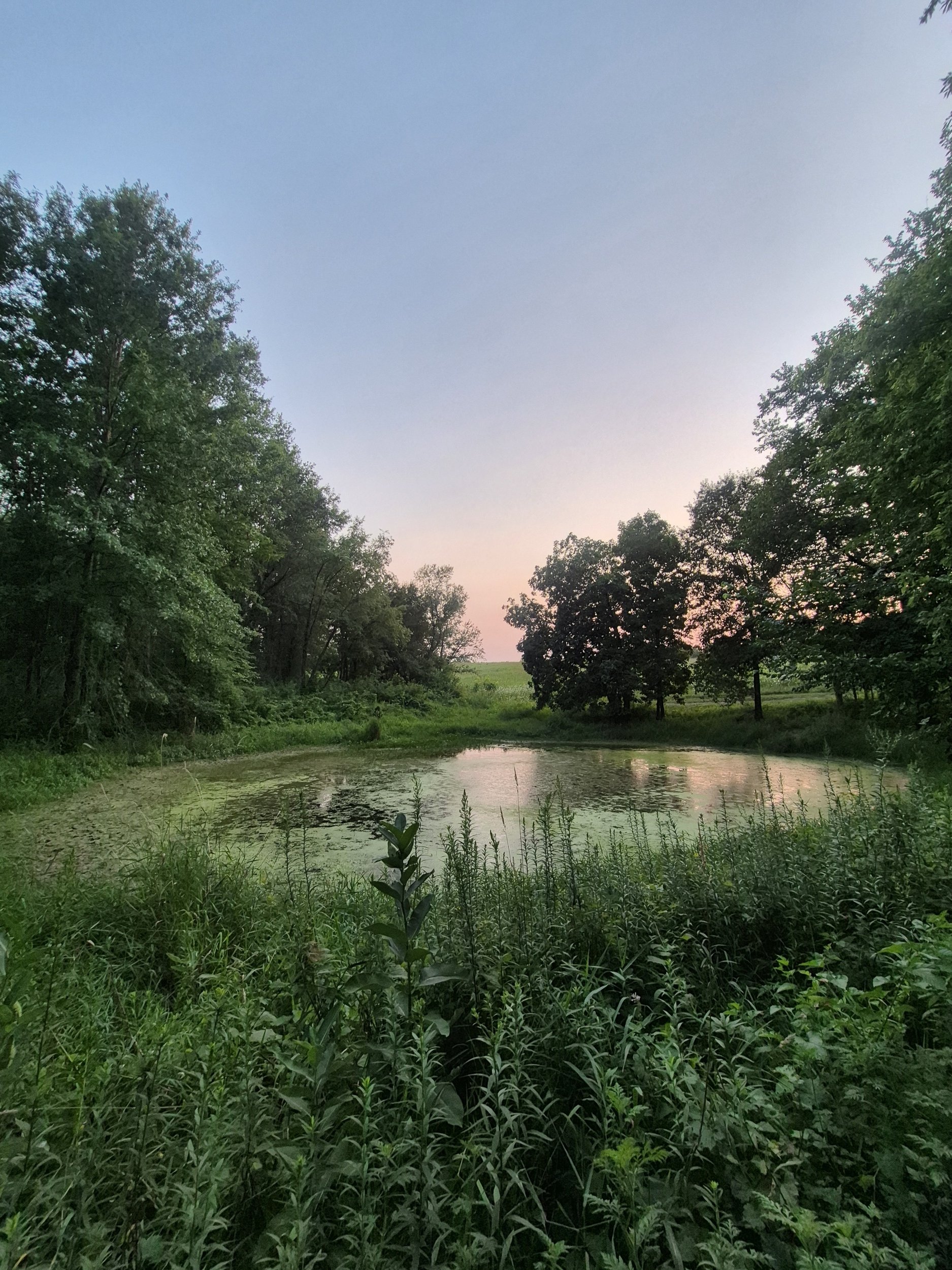A peaceful pond surrounded by lush green trees and tall grass, with a soft pink and blue sky in the background at dusk.