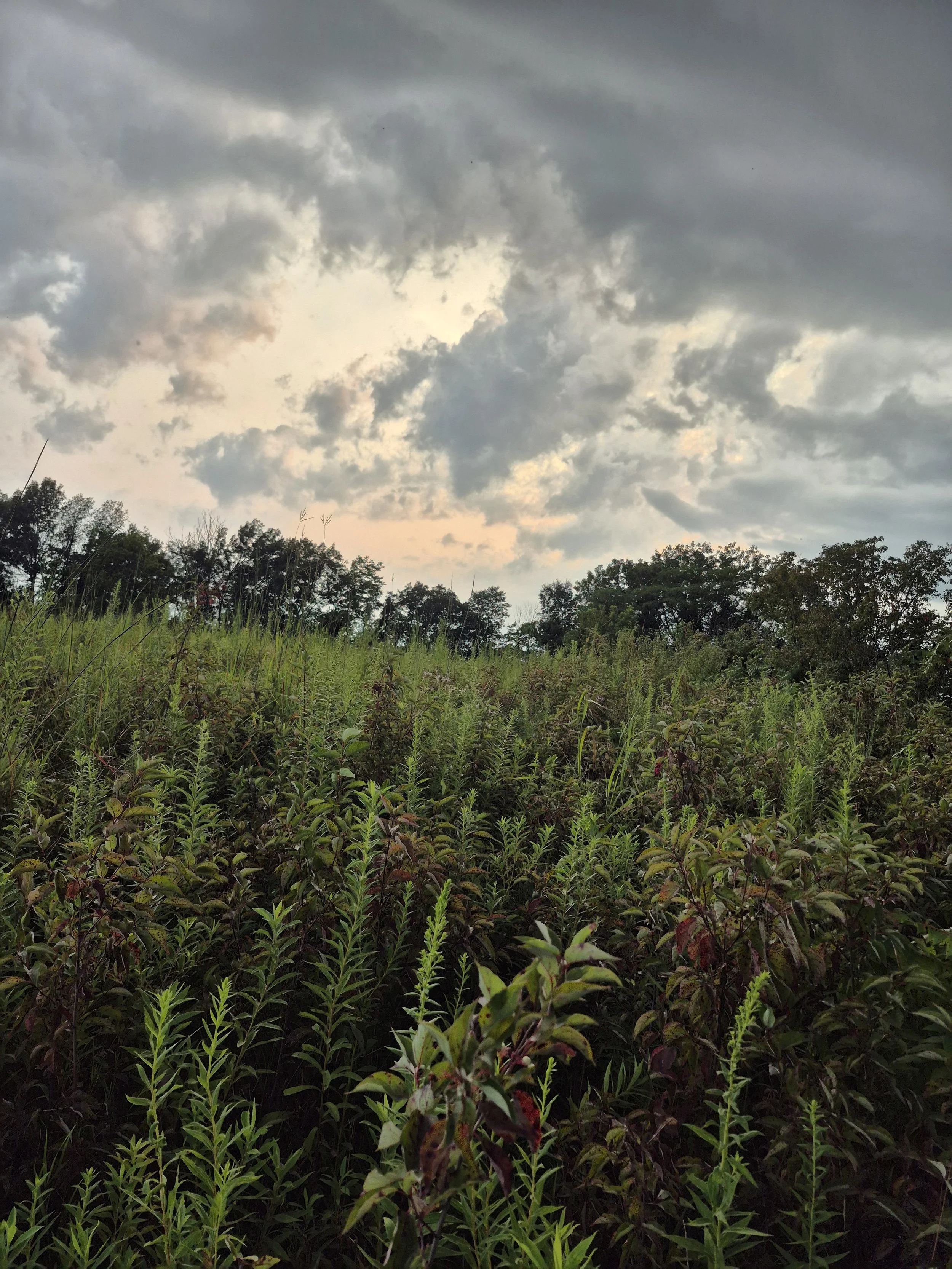 A landscape with green plants in the foreground, trees in the background, and a cloudy sky.