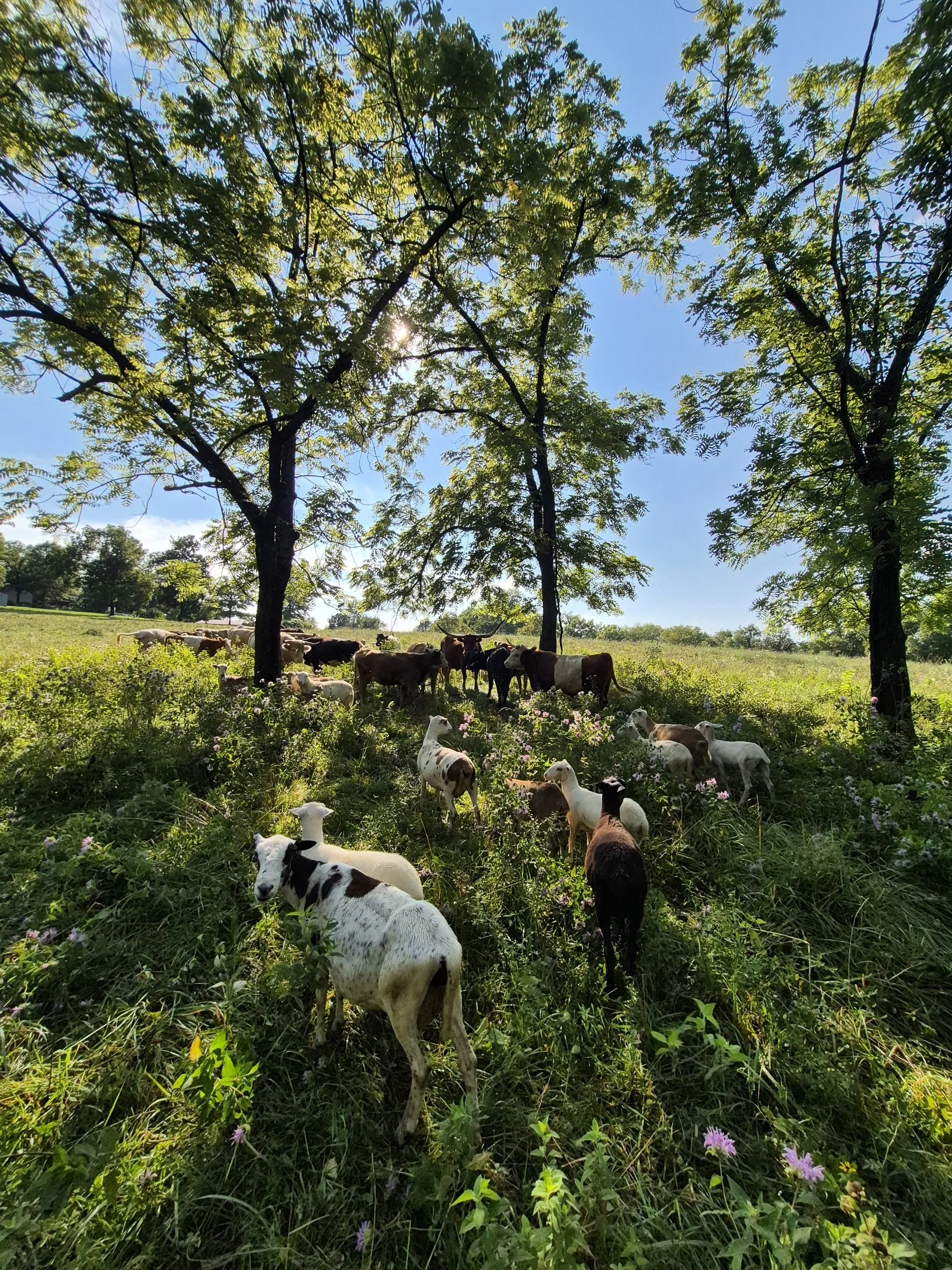 Cows grazing in a grassy field under large trees with green leaves and a bright blue sky.