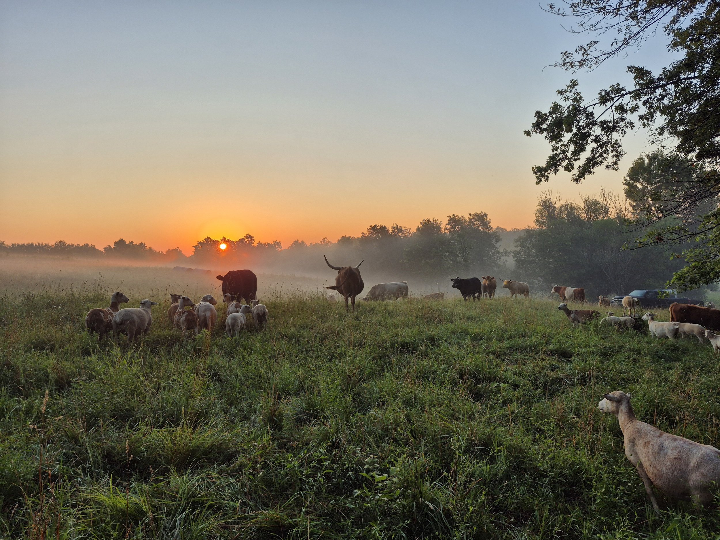 Sunrise over a field with grazing cattle and trees in the background