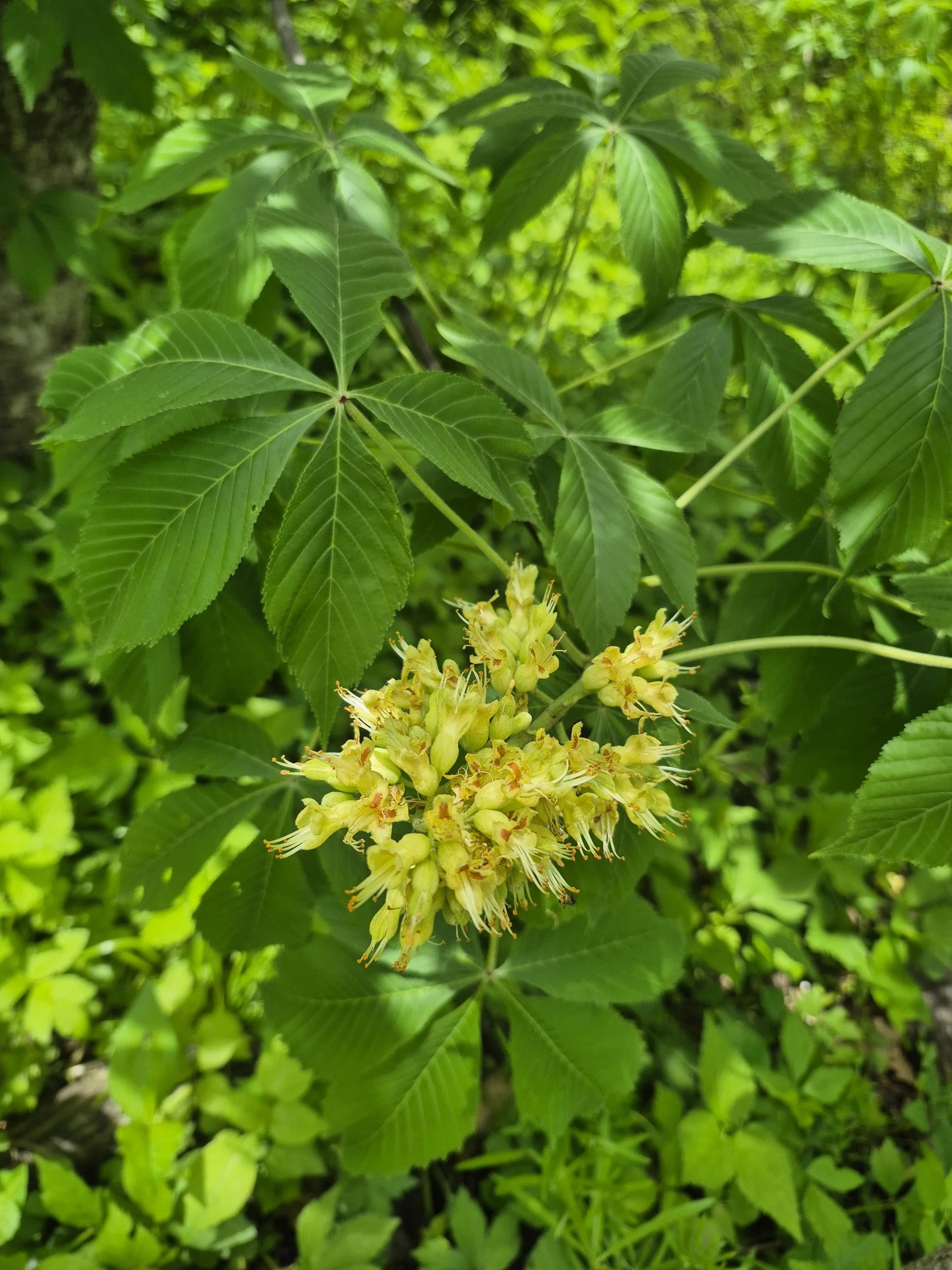Close-up of a green plant with broad leaves and yellow flowers in a lush outdoor setting.