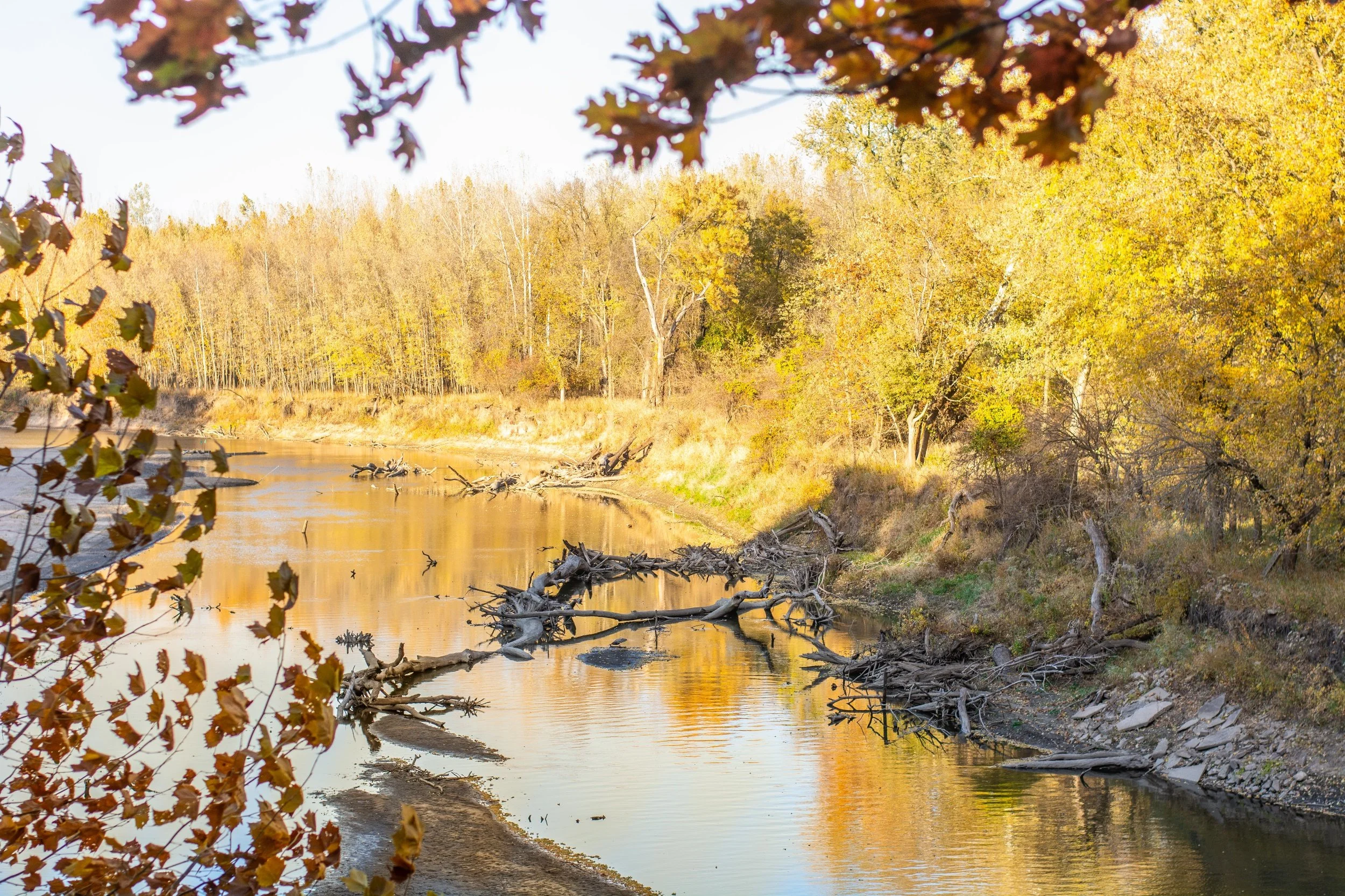 A river runs through a forest with trees that have yellow, orange, and brown leaves. Some fallen logs are in the water and along the riverbank, indicating an autumn scene.