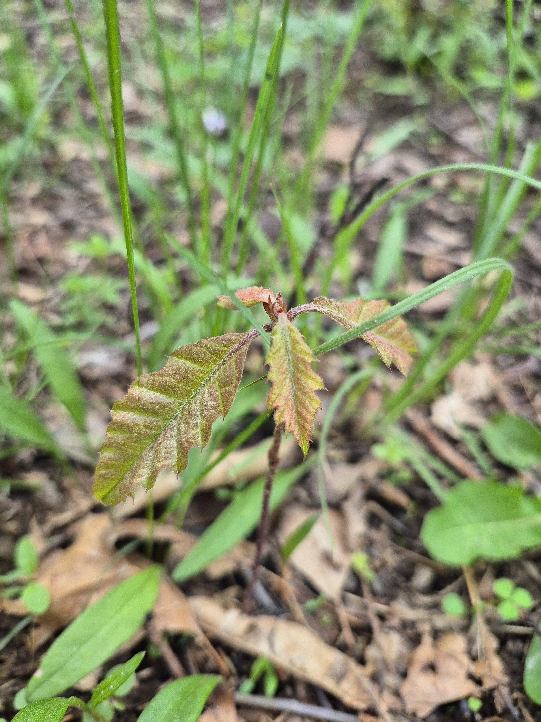 Close-up of forest floor showing an oak seedling popping up out of the ground in the first days of Spring.