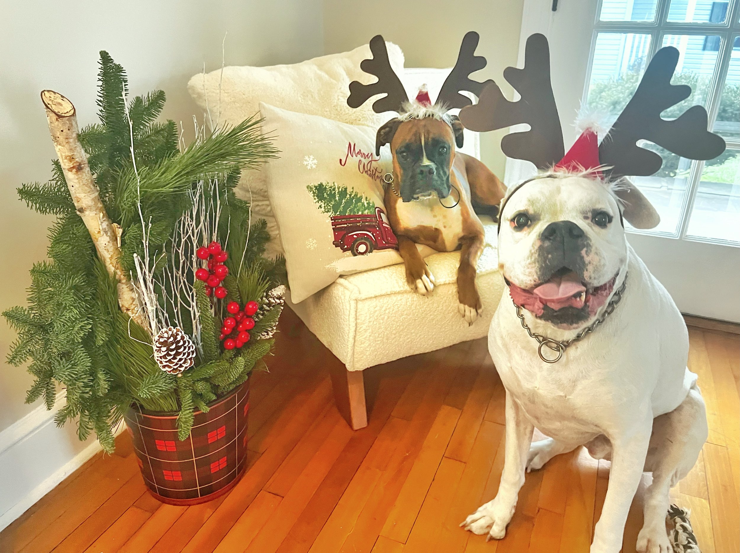 A dog wearing reindeer antlers and a Santa hat, sitting next to a Christmas tree decorated with pinecones, red berries, and white branches, in a room with hardwood floor and a window.