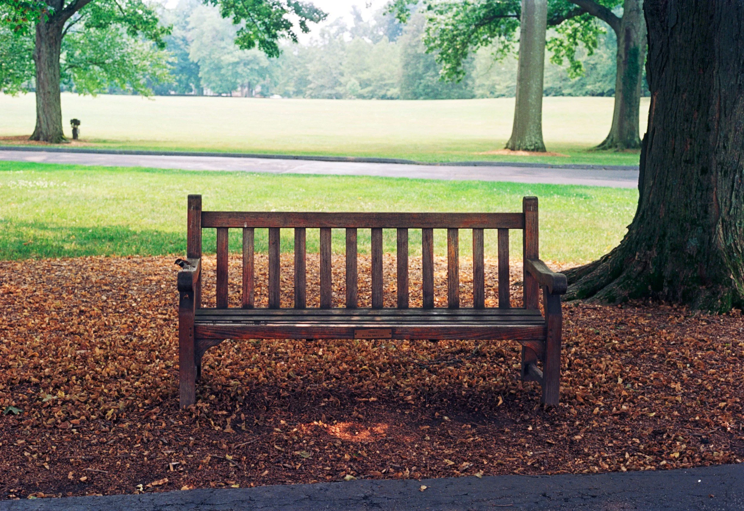 A wooden park bench in front of a grassy area with tall trees and a pathway, taken on an overcast day in a park.