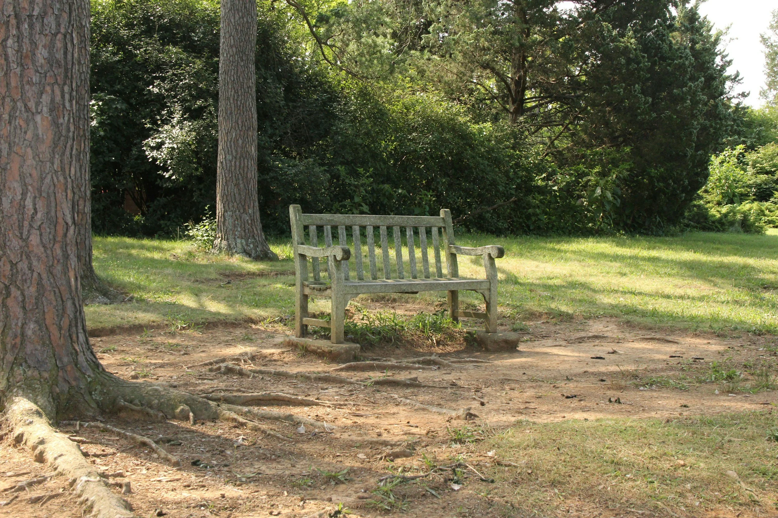 A park scene with a wooden bench, tall trees, and lush green foliage in the background.