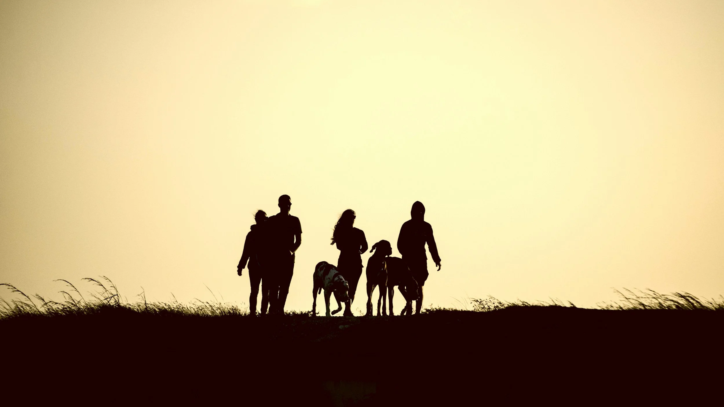 Silhouettes of a family with children and dogs walking together at sunset in a grassy field.
