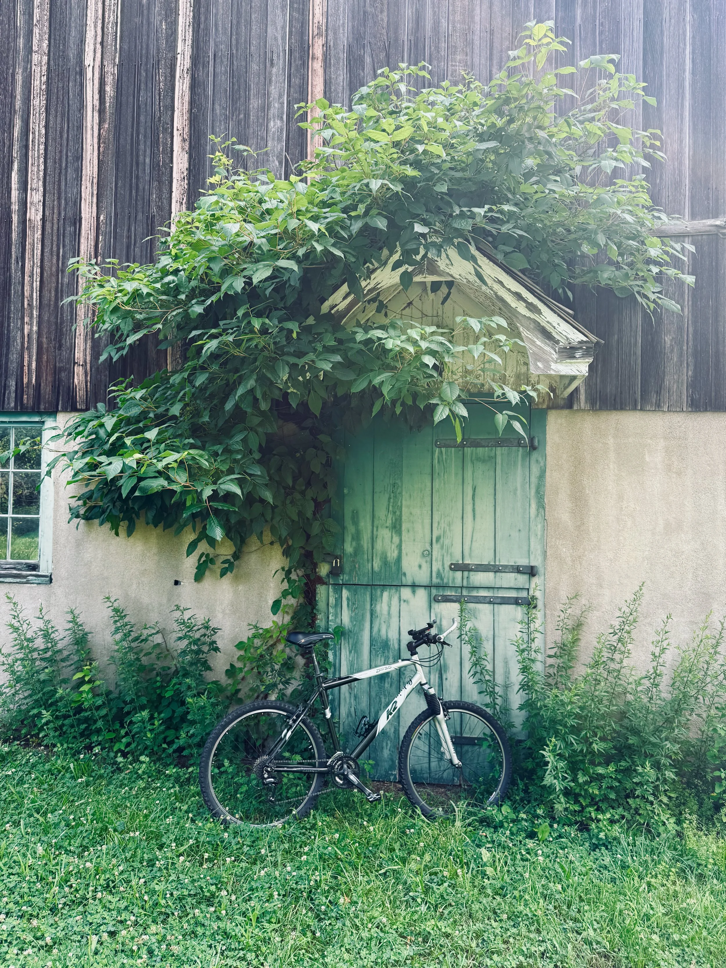 A black and white mountain bike leaning against green plants in front of a weathered wooden barn wall with a small roof and green door.