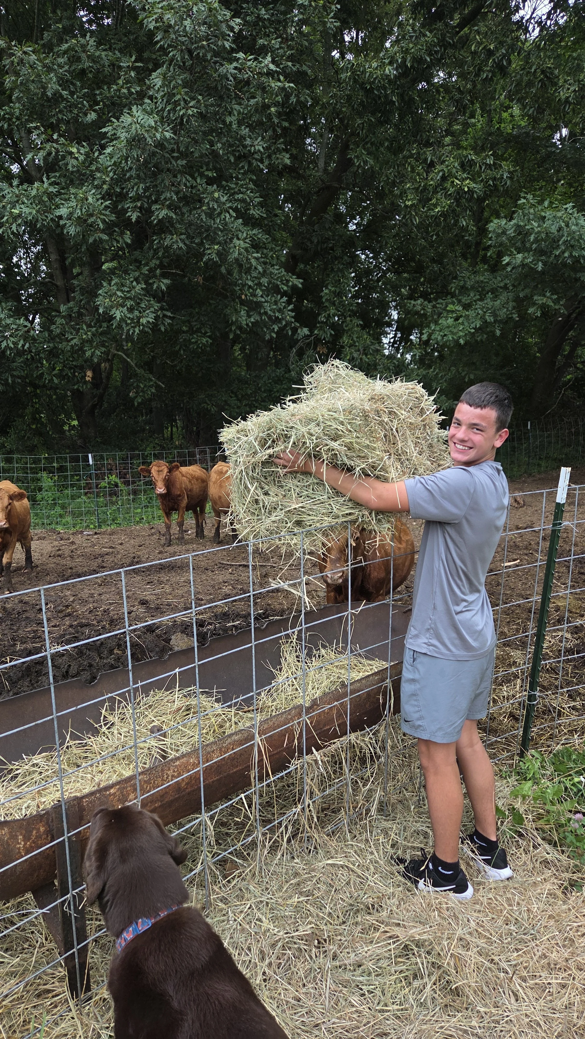 A boy holding a large stack of hay near a fenced area with cows and a dog in the background, surrounded by trees.