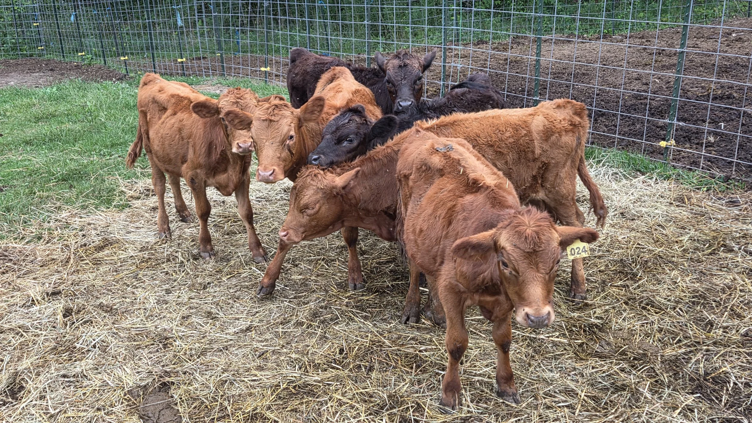 Group of young brown and black calves inside a fenced outdoor pen with straw-covered ground.
