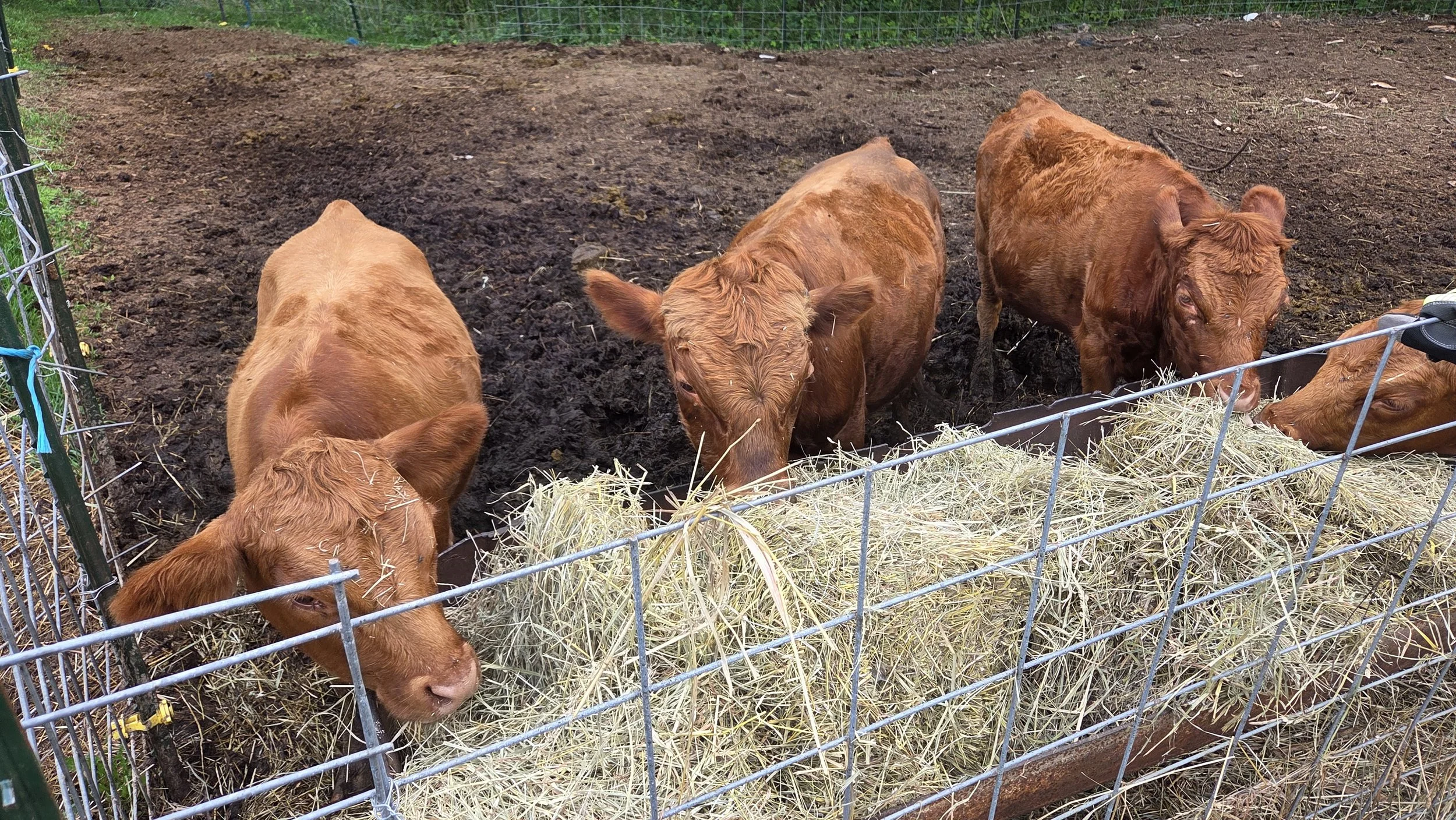 Four calves eating hay through a metal fence in an outdoor enclosure.