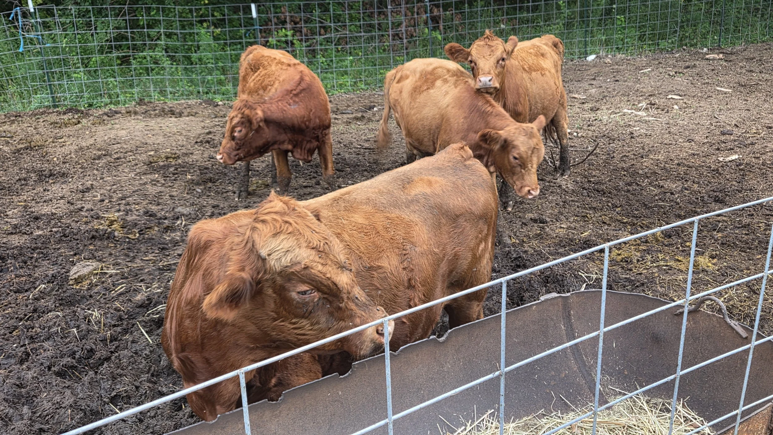 Several young brown calves in a pen with dirt and hay, surrounded by a wire fence.