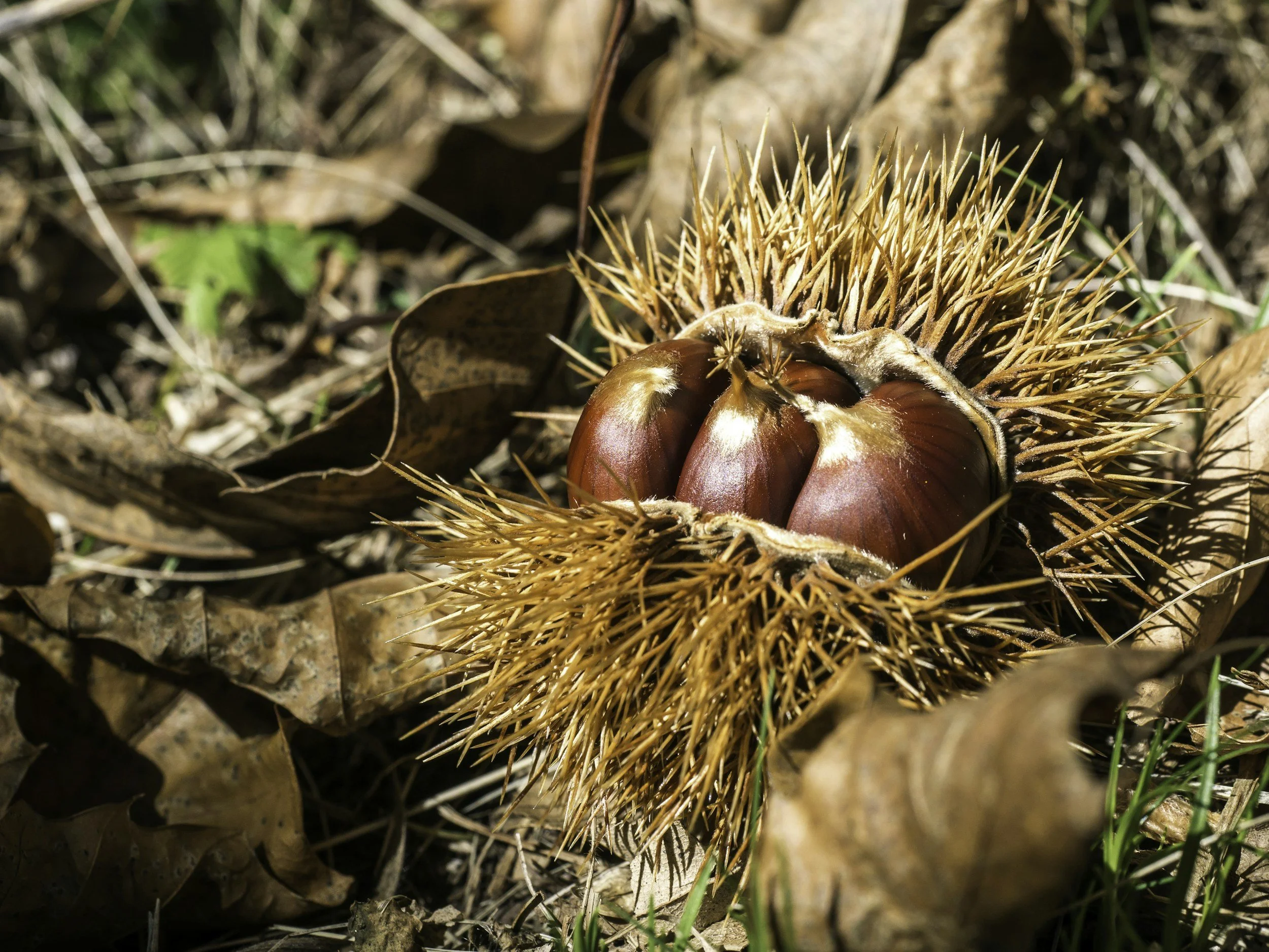 A chestnut burr split open to reveal glossy brown chestnuts among dry autumn leaves and grass.