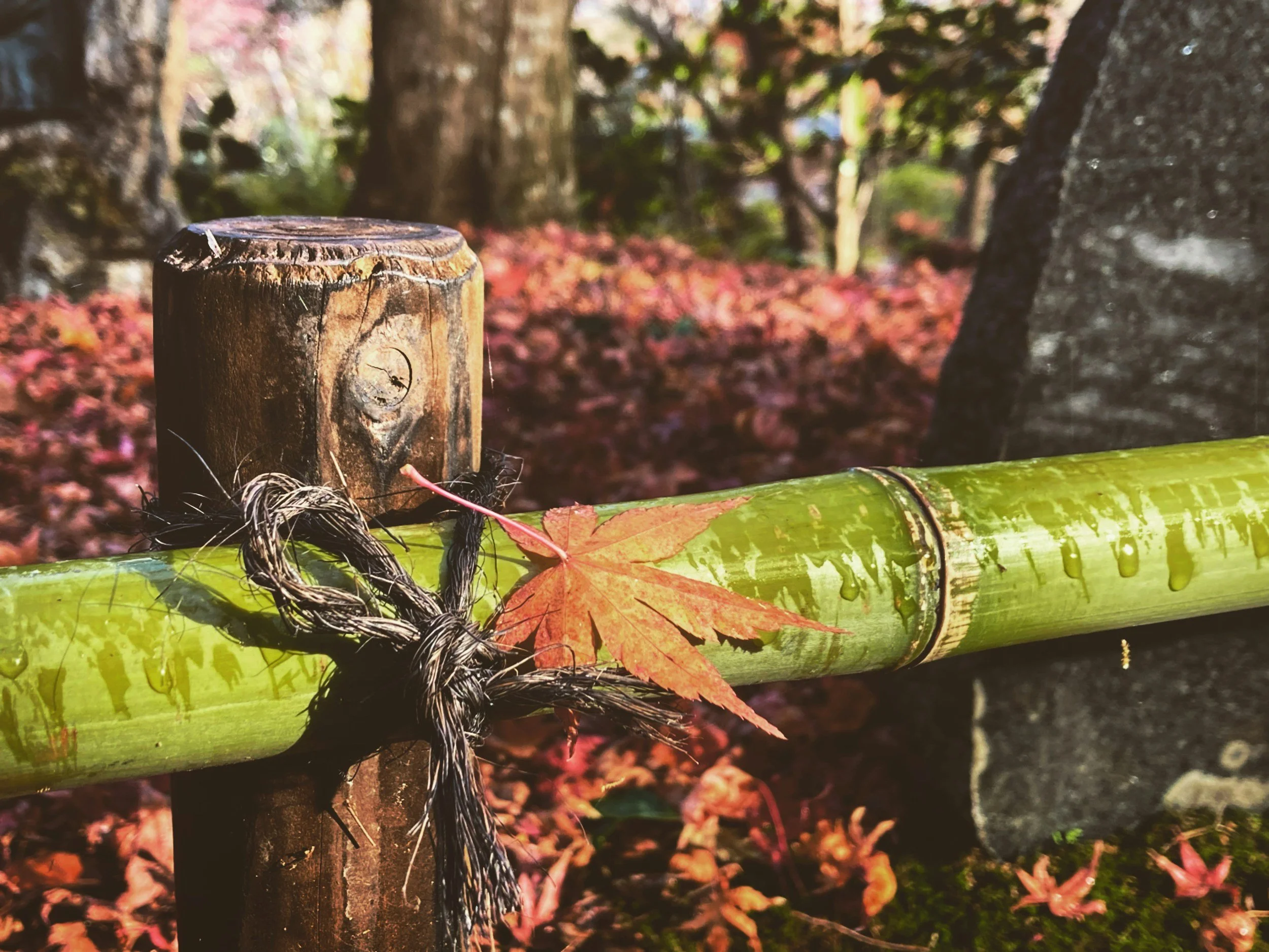 A traditional Japanese bamboo fence with a fallen red maple leaf, surrounded by autumn foliage.