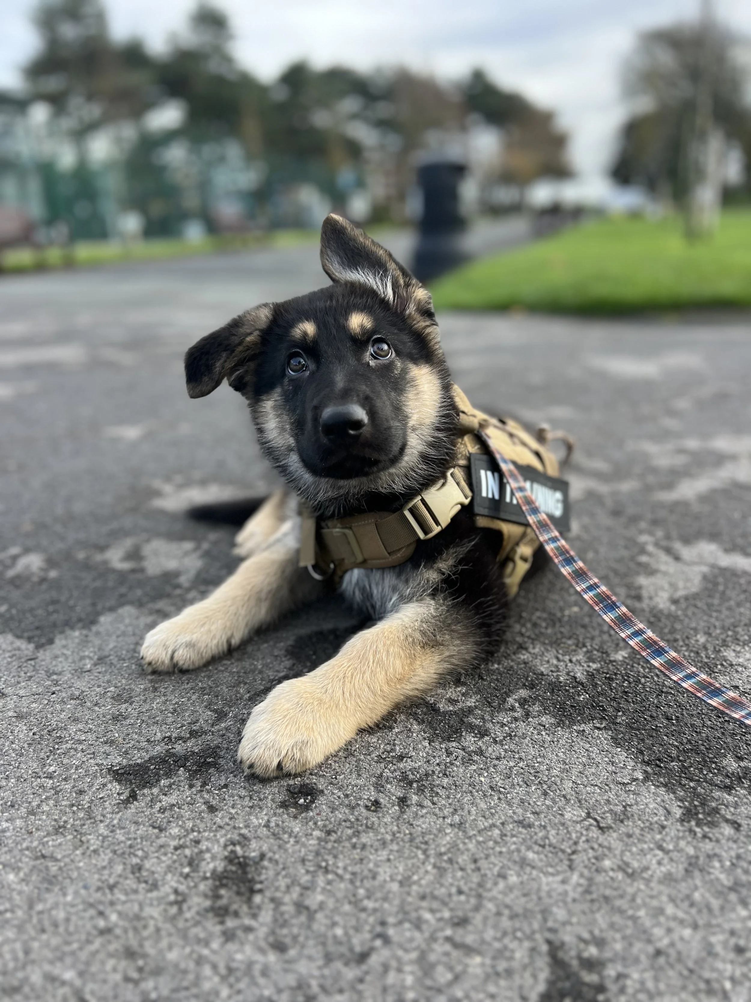 A puppy with black and tan fur lying on a paved surface outdoors, wearing a tan harness with a label that says 'IN TRAINING', and attached to a leash. The background is blurred with trees and a grassy area.