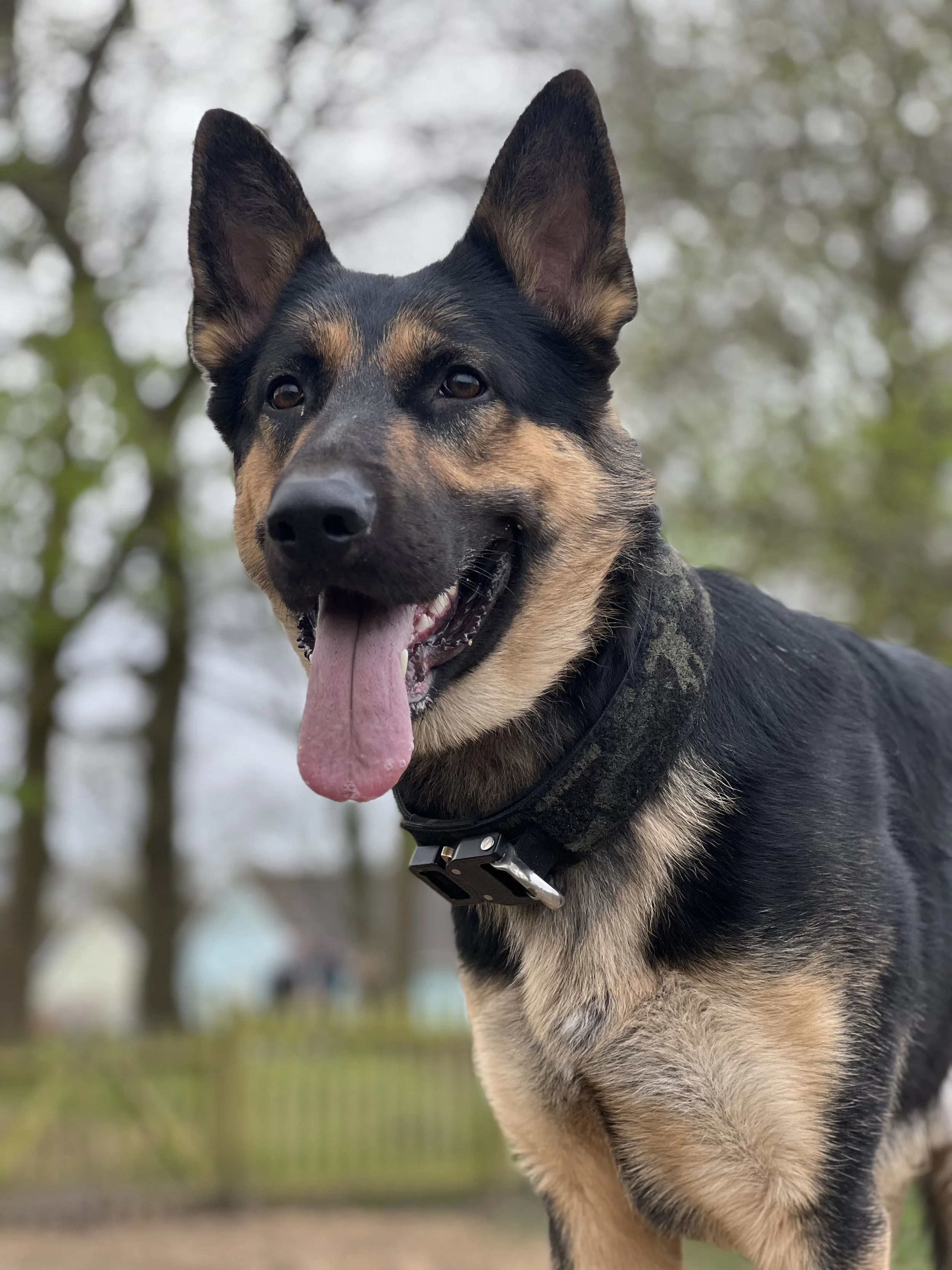 A close-up of a black and tan German Shepherd dog with upright ears, open mouth, tongue hanging out, wearing a black collar, outdoors with blurred trees in the background.