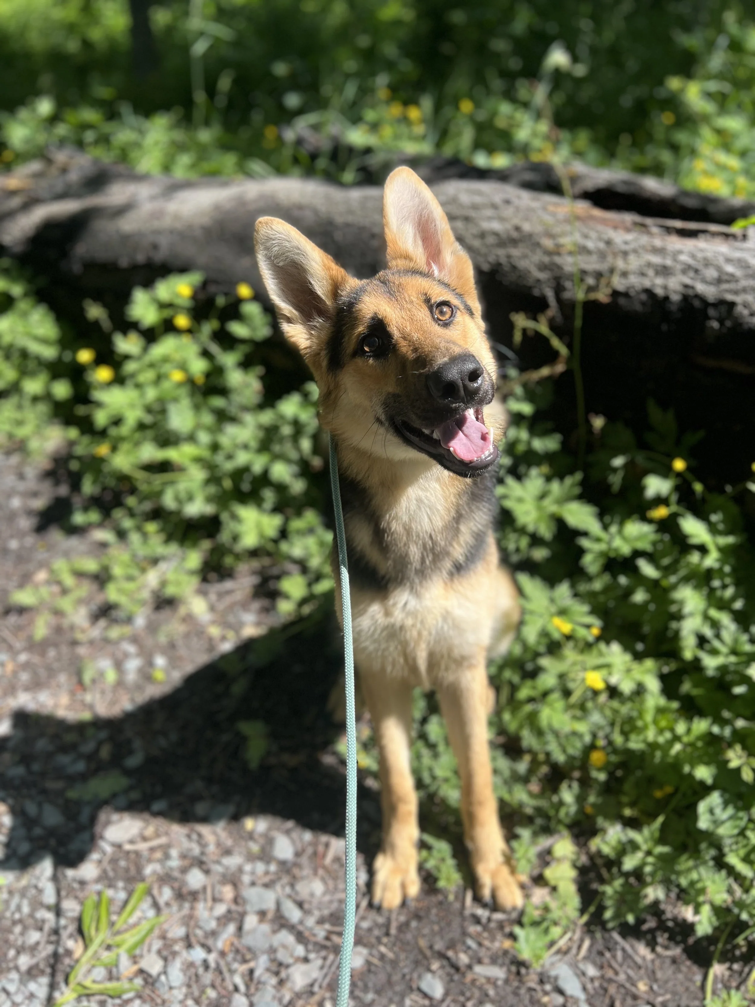 A joyful dog with large ears and a happy expression standing outdoors among green bushes and yellow flowers, with a fallen log behind it.