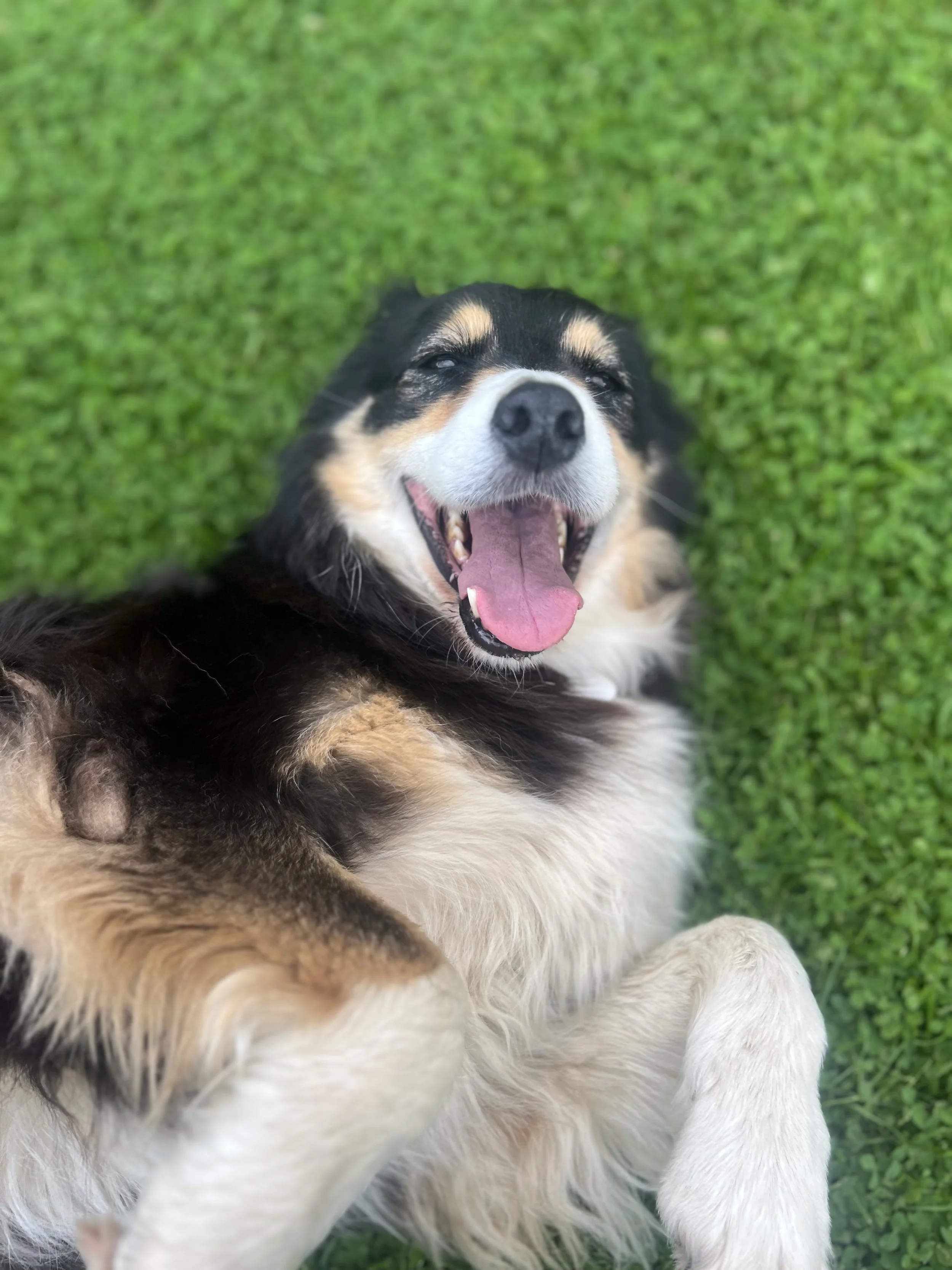 A happy Bernese Mountain Dog lying on a lush green grass lawn, with its mouth open and tongue out.