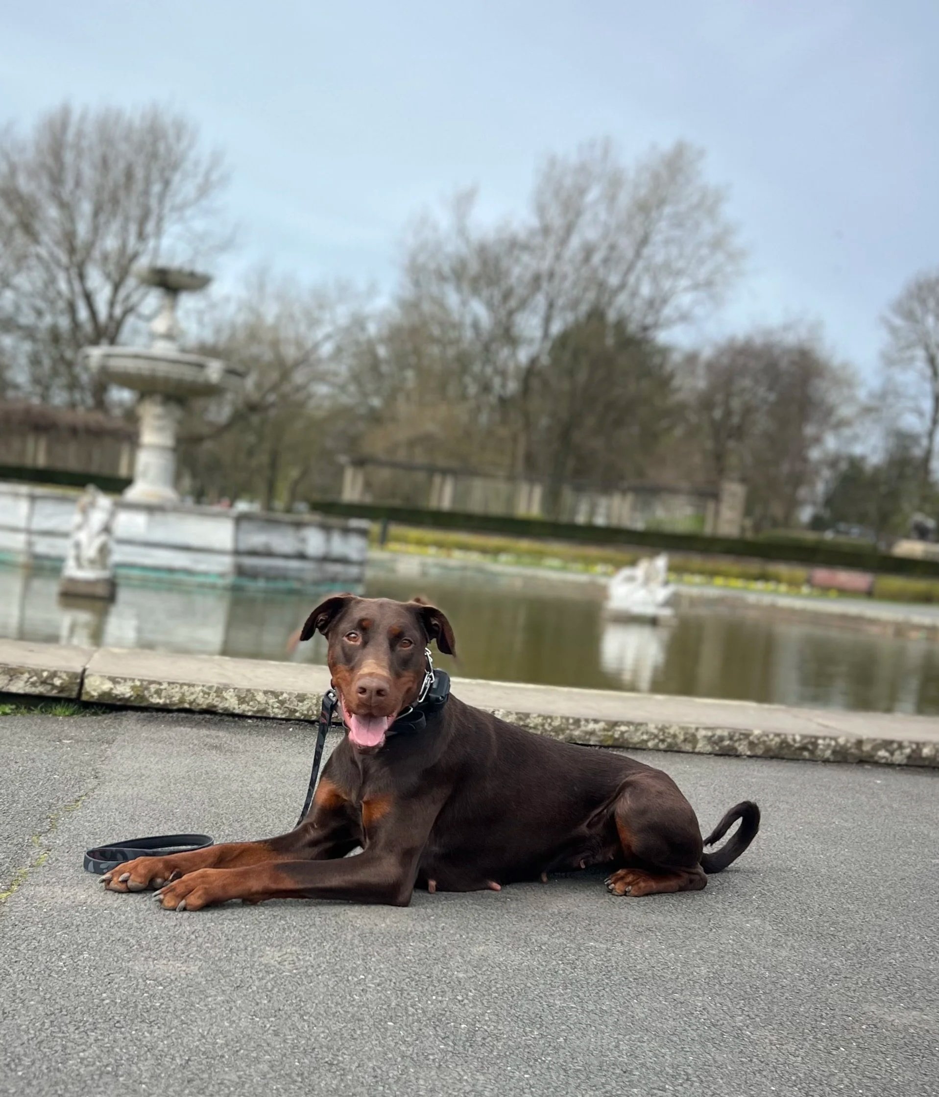 A happy Doberman dog lying on the pavement near a water fountain with trees in the background on a cloudy day.