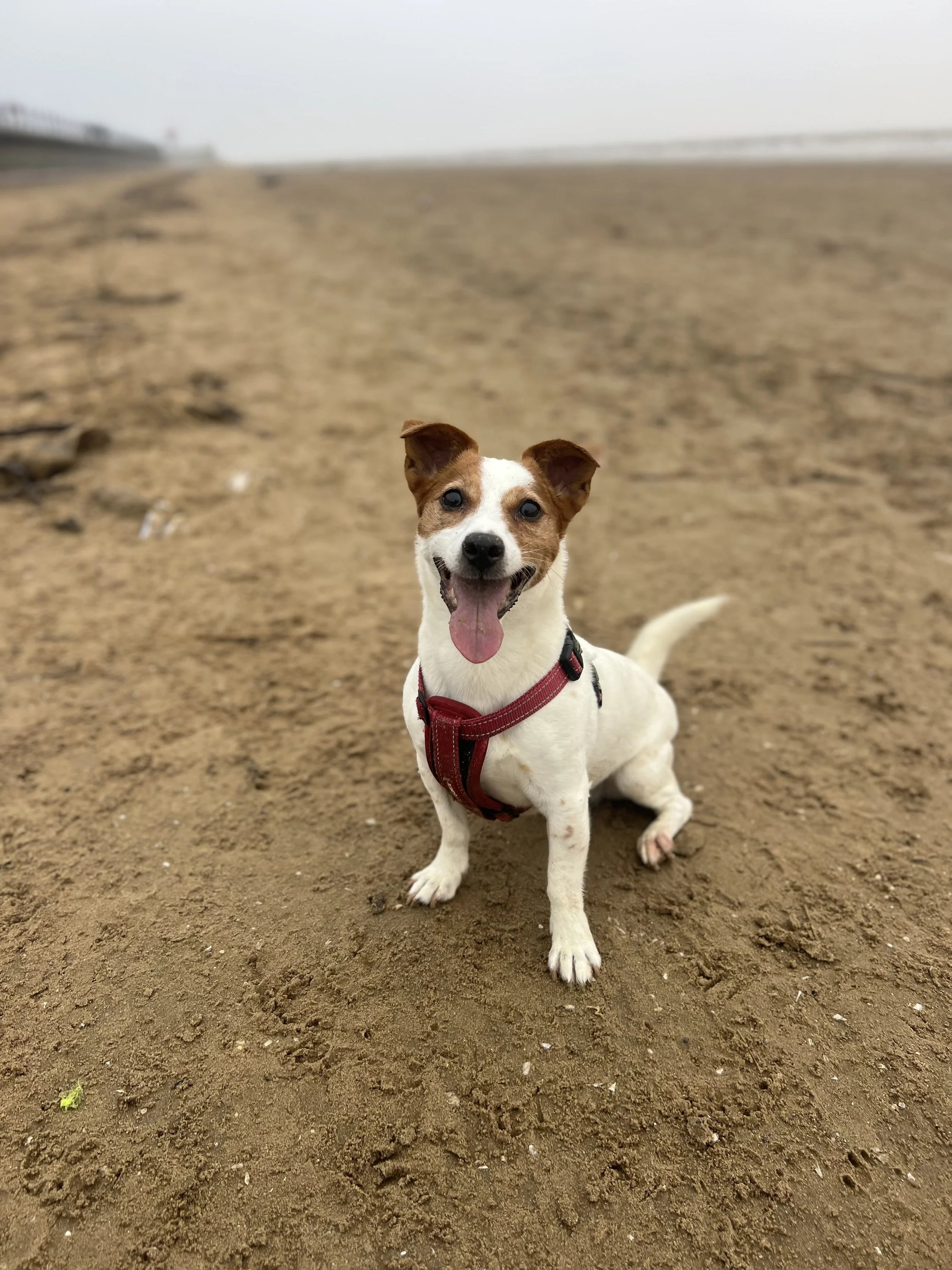 A happy small dog with a white and brown coat, sitting on a sandy beach with an overcast sky.