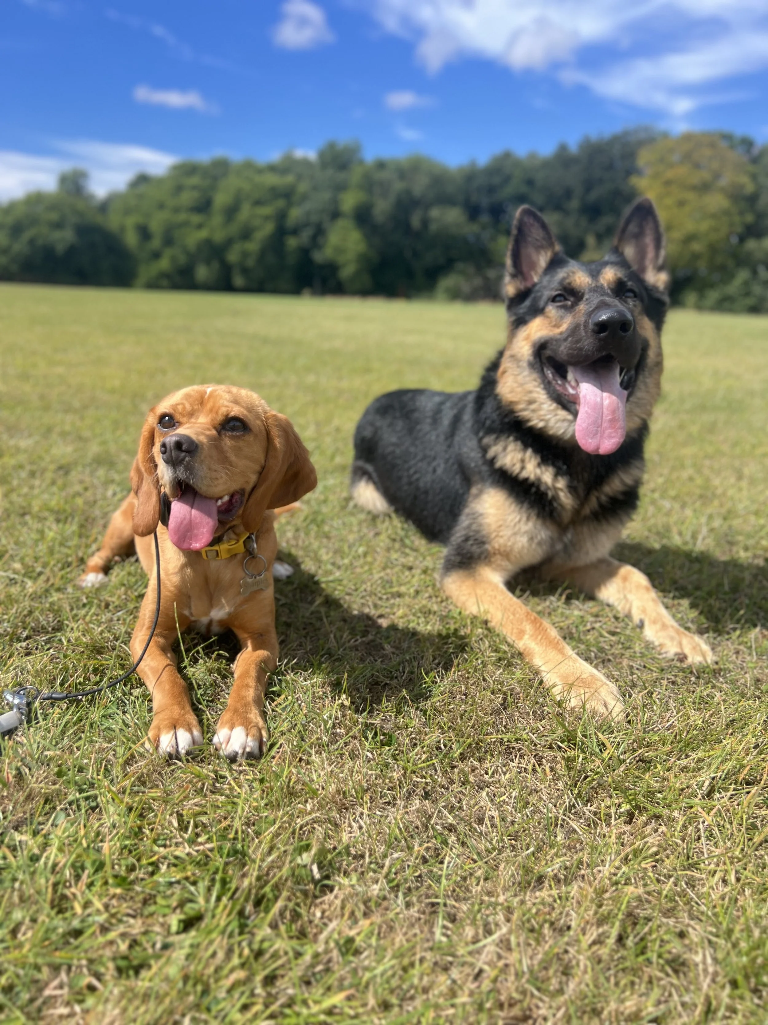 Two dogs, one small and tan with floppy ears and a yellow collar, and one larger with black and tan fur, lying on grass in a field with a wooded hill and blue sky with white clouds in the background.