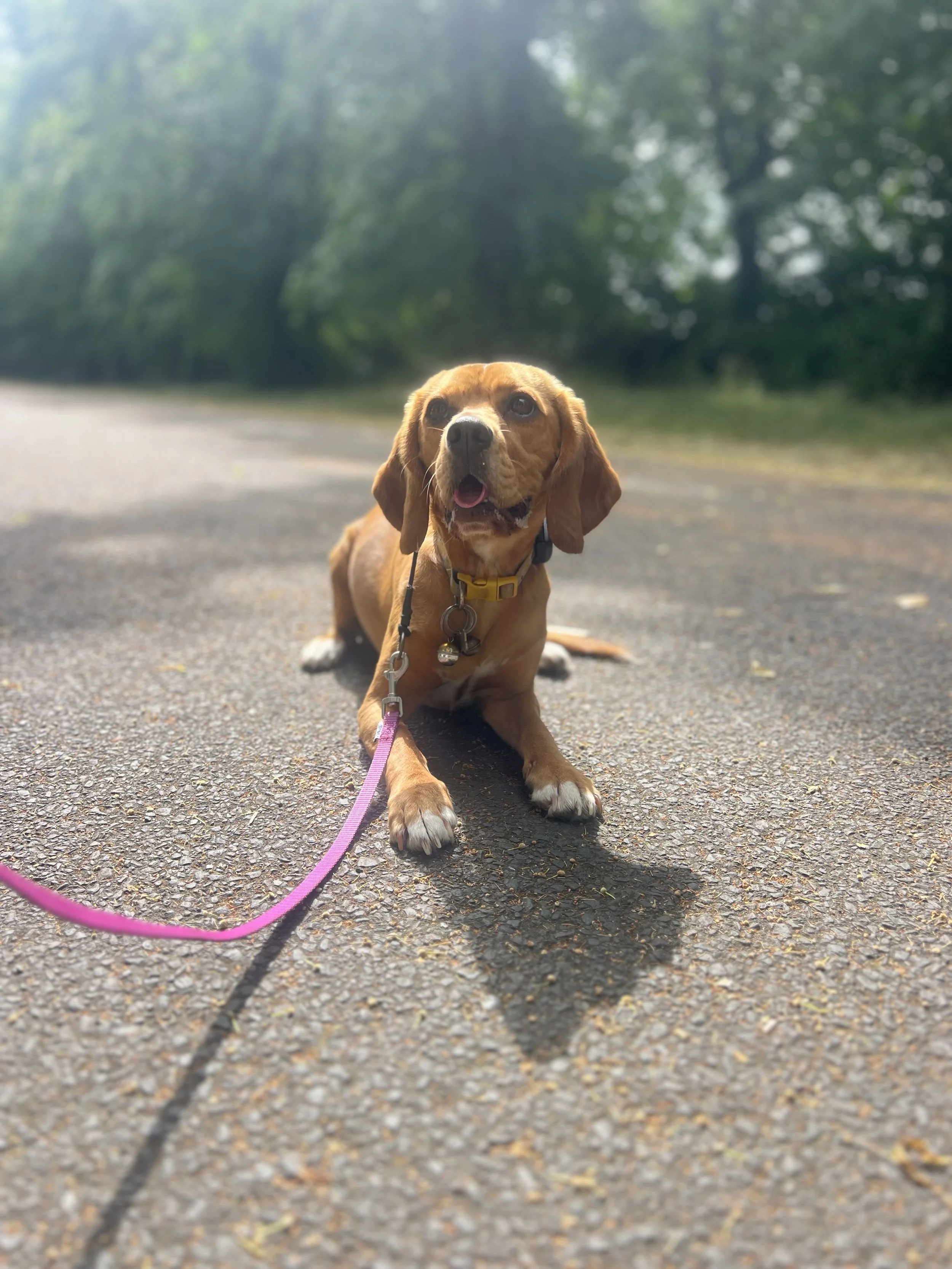A brown dog with floppy ears and a pink leash lying on a paved path in a wooded area, with trees and sunlight in the background.