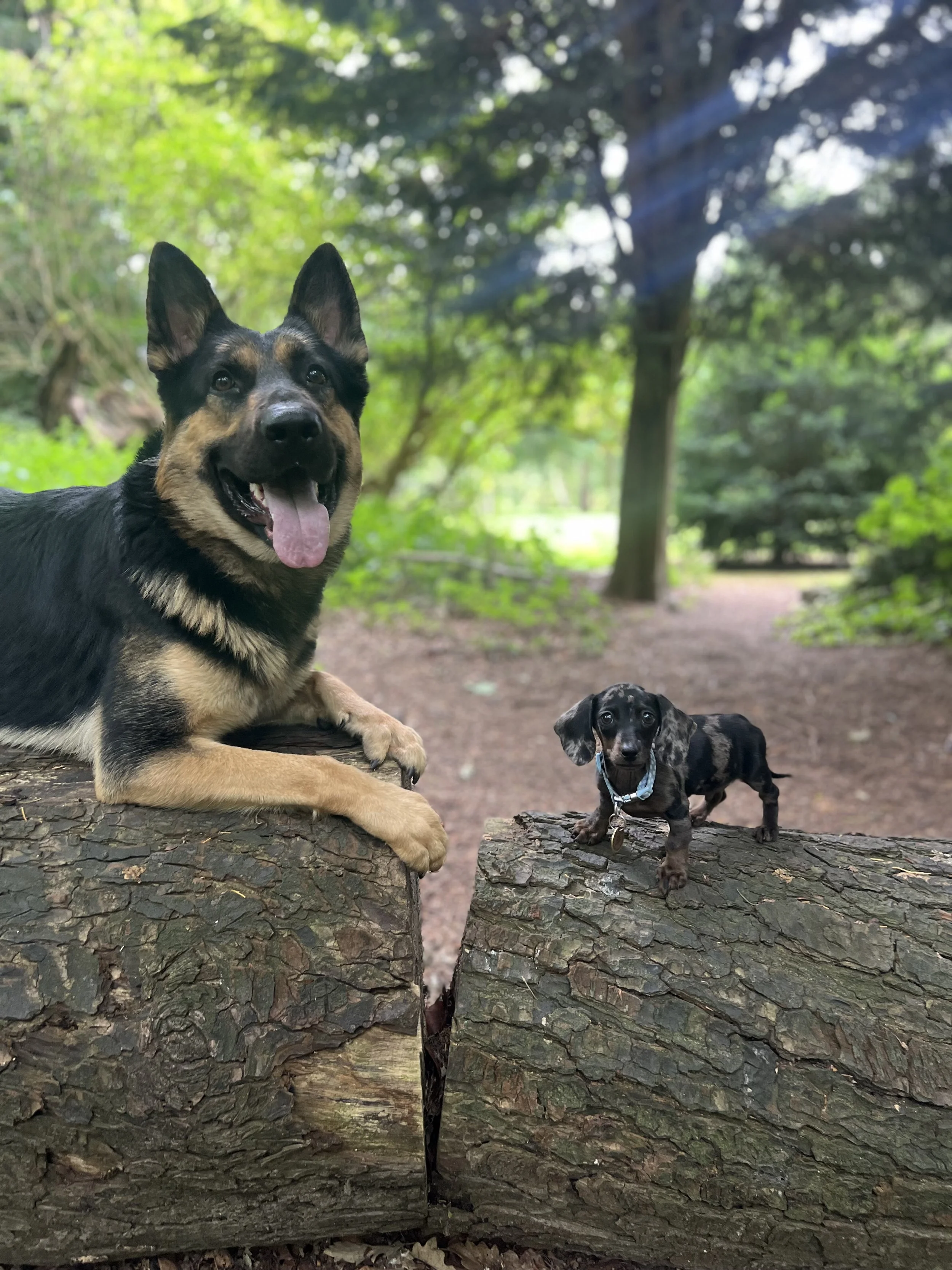 A dog with black and brown fur, erect ears, and a pink tongue lying on a tree trunk in a green, wooded area. A smaller black and tan puppy stands on the other side of the tree trunk, wearing a collar.