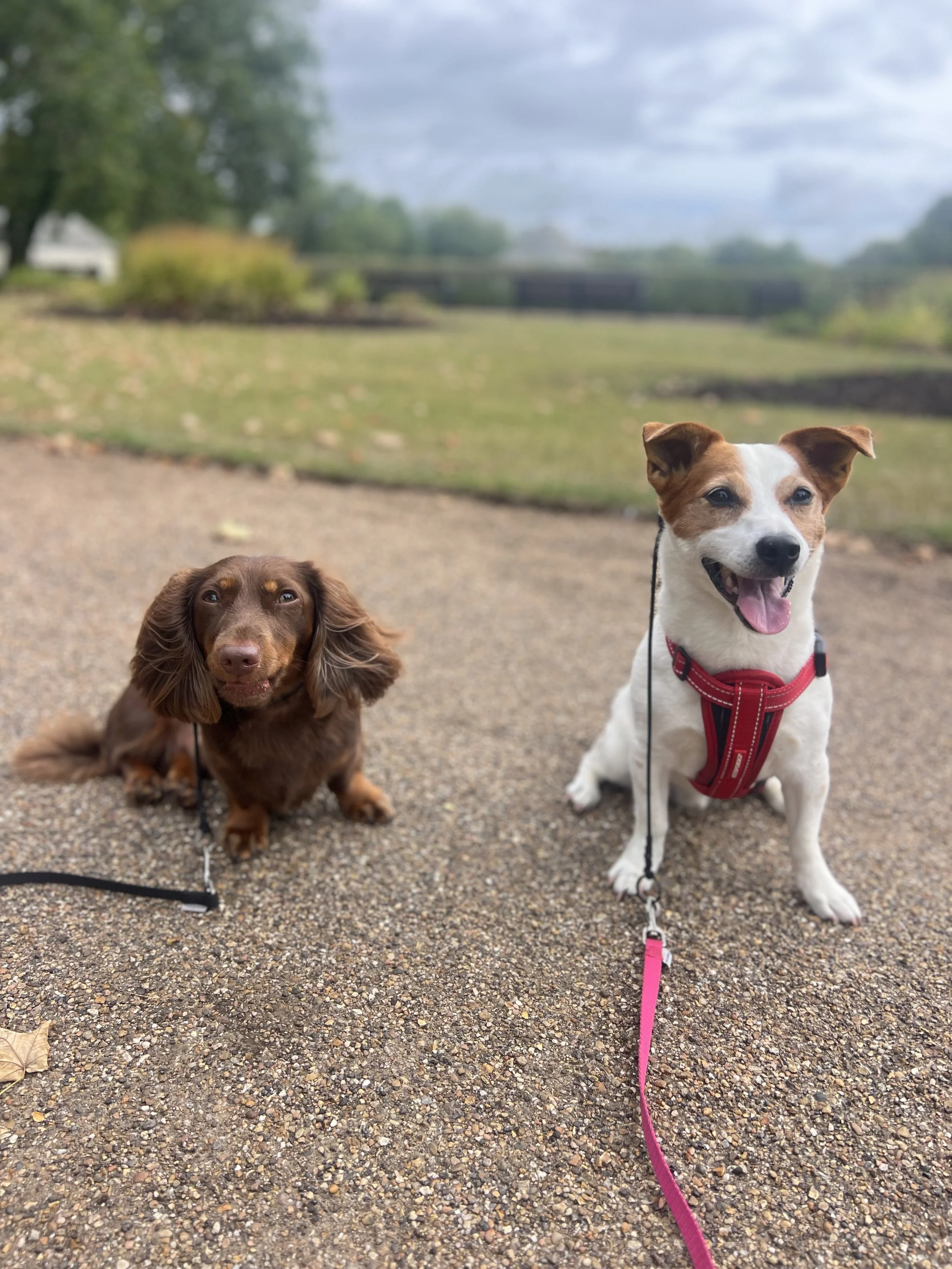 Two dogs sit on a gravel path outdoors on a cloudy day, with trees and a bridge in the background. The dog on the left is a brown long-haired dachshund, and the dog on the right is a white and tan mixed breed wearing a red harness with a pink leash.