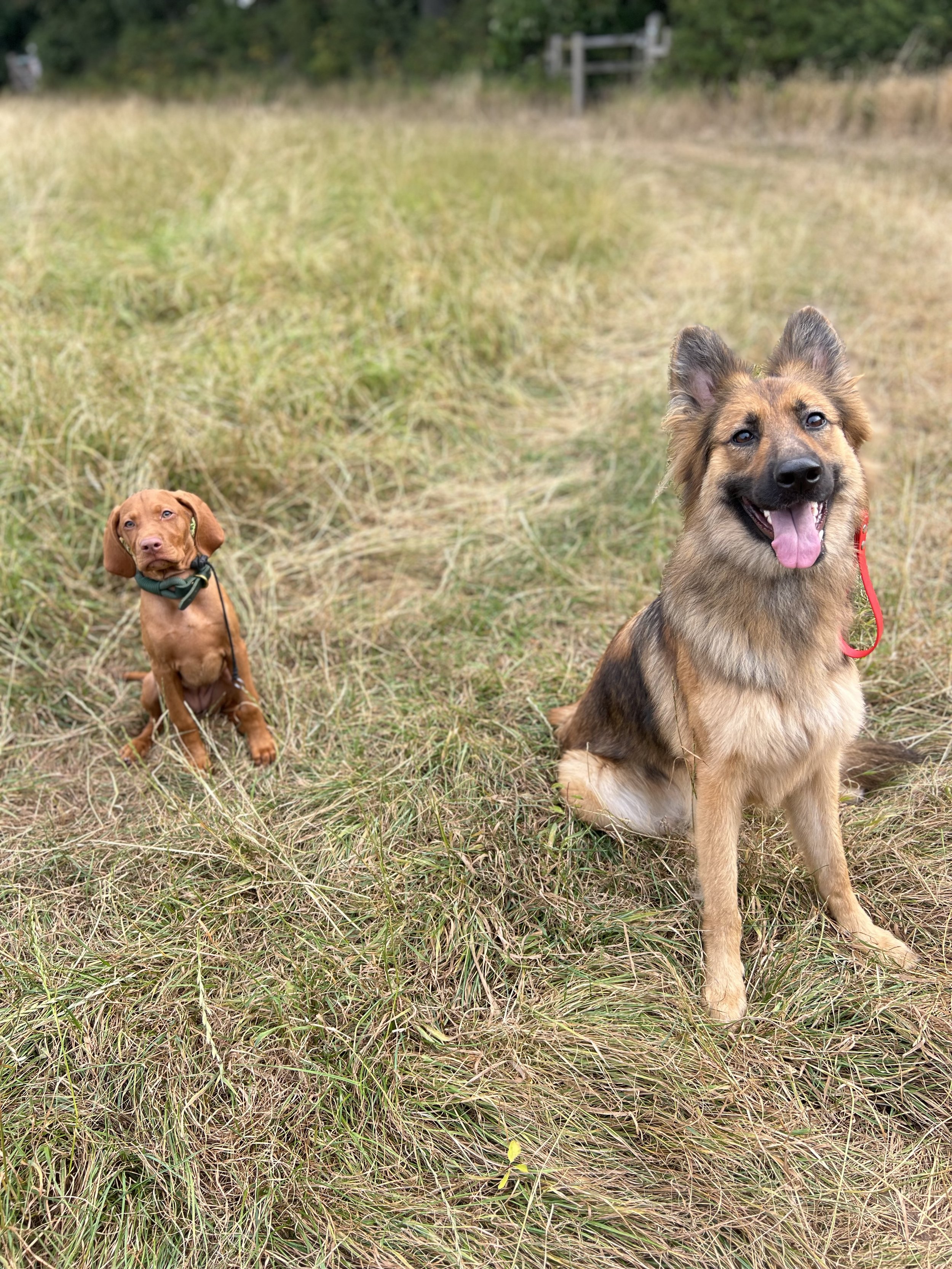 Two dogs, one with a tan coat and the other with a black and tan coat, sitting on grass in an open field.