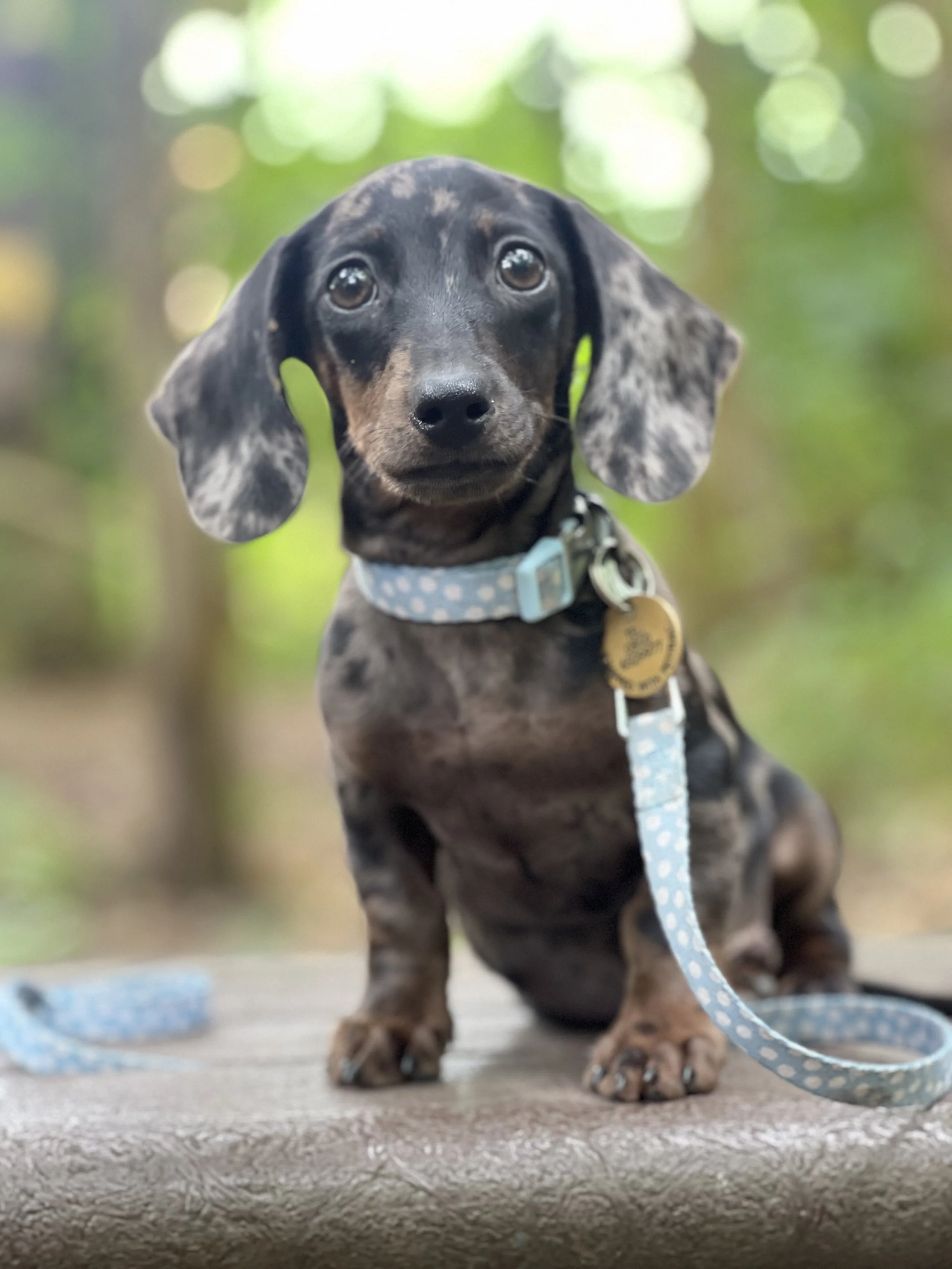 A cute dachshund puppy with a black and brown mottled coat wearing a blue collar and leash, standing on a wooden surface outdoors with blurred green foliage in the background.