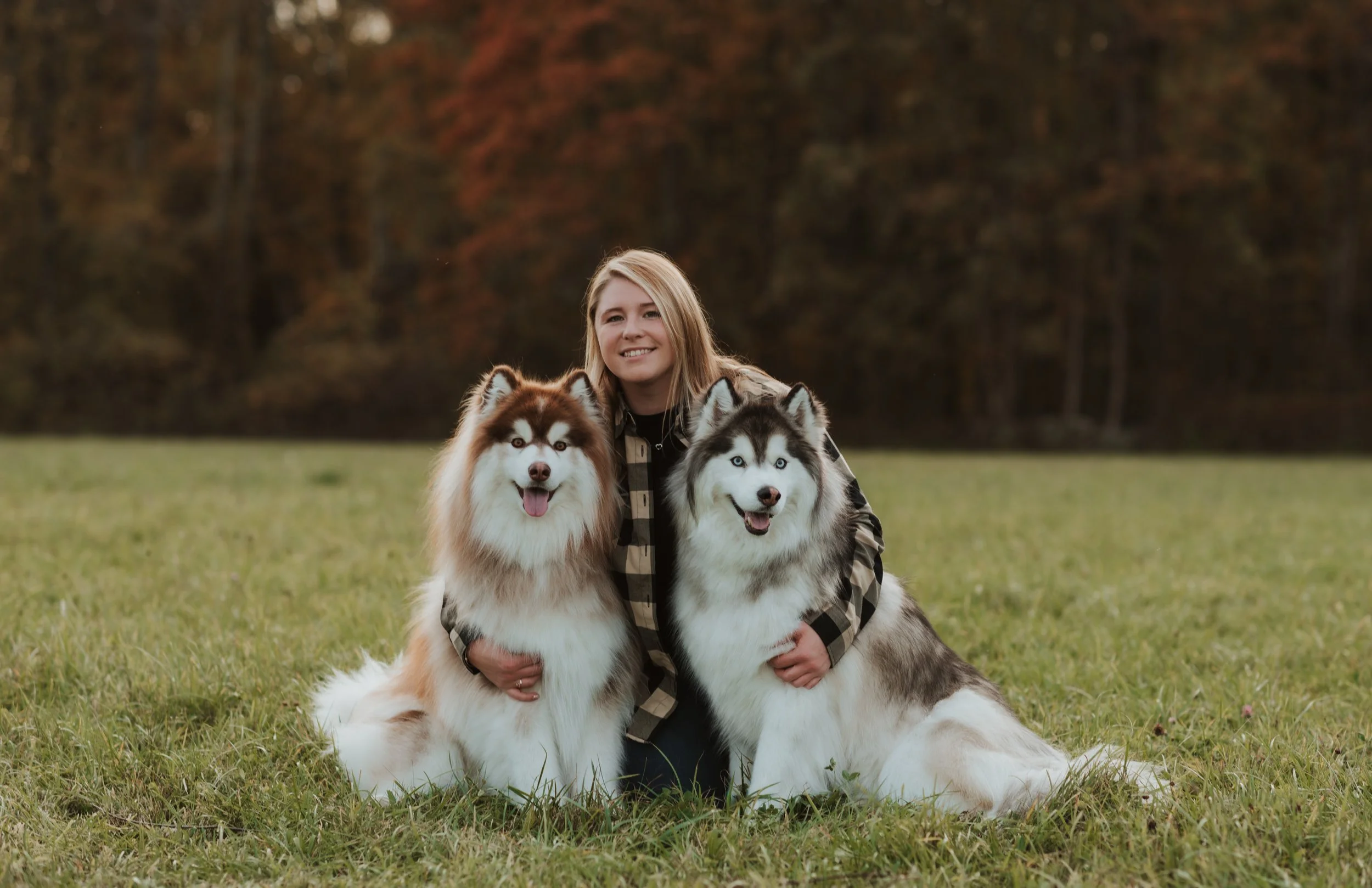 A woman with blonde hair is kneeling on the grass holding two Siberian Huskies, one brown and white and the other black and white, outdoors during autumn with trees in the background.