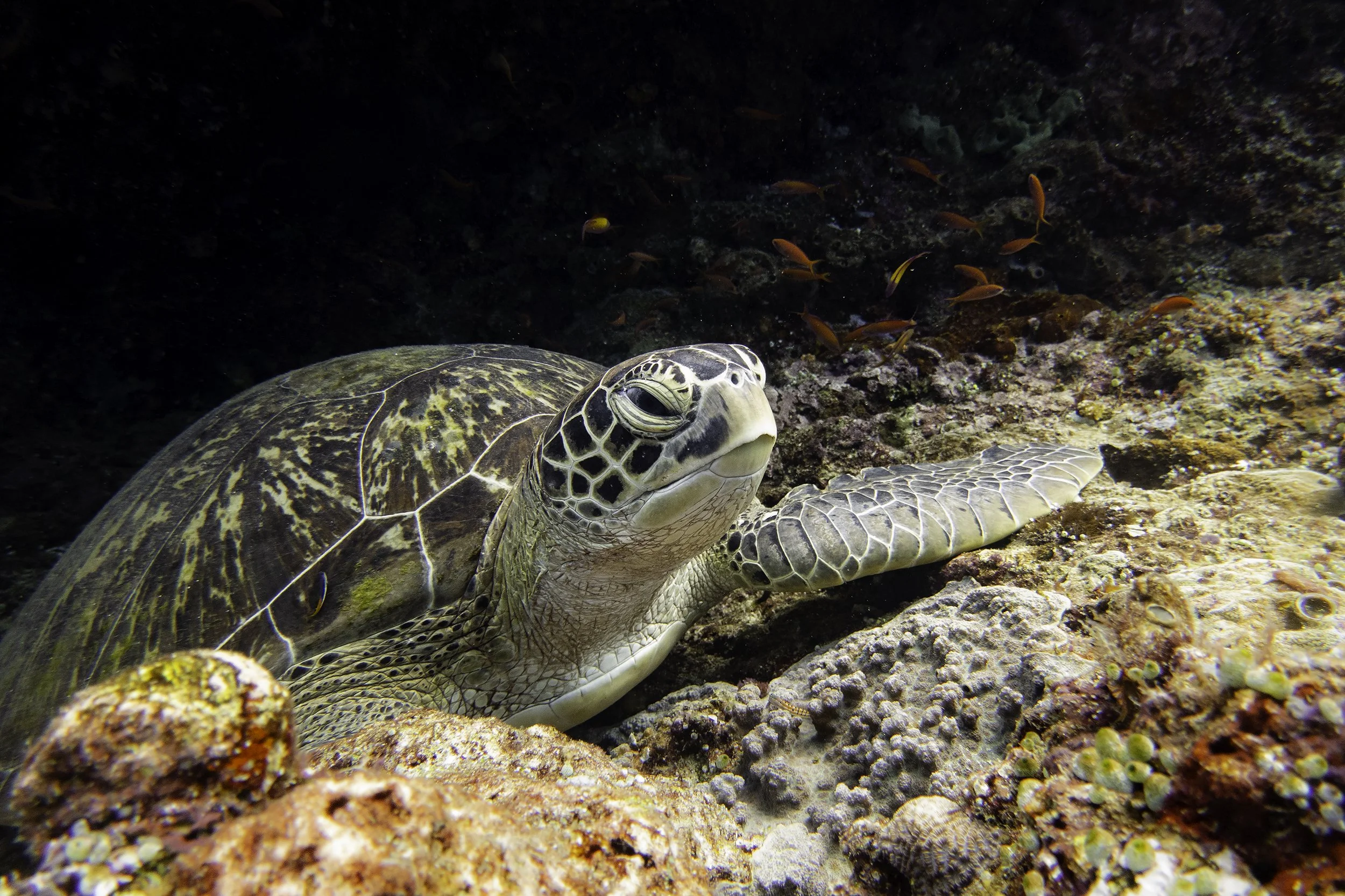 Turtle DSC04744-Edit.jpg