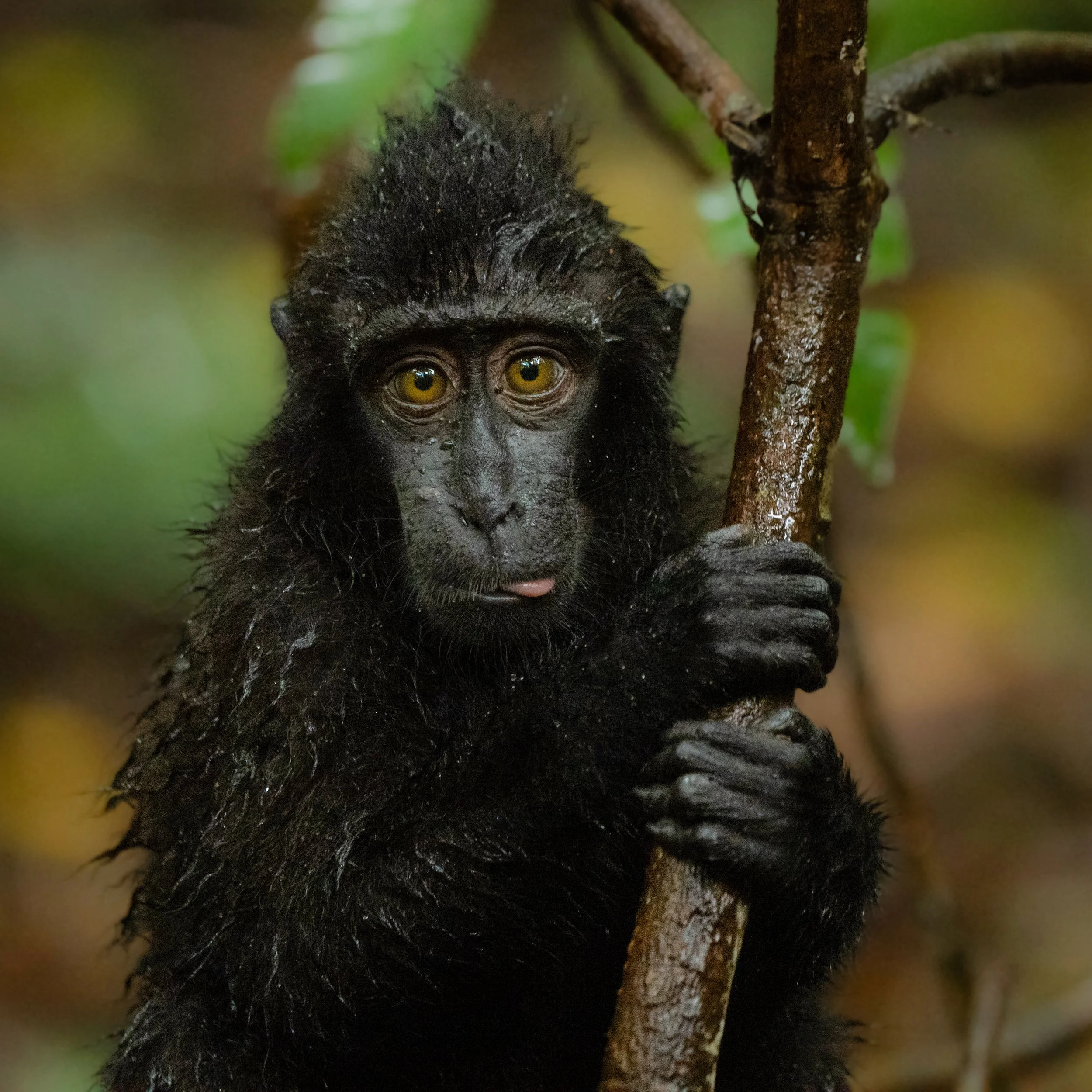 Cheeky Macaque