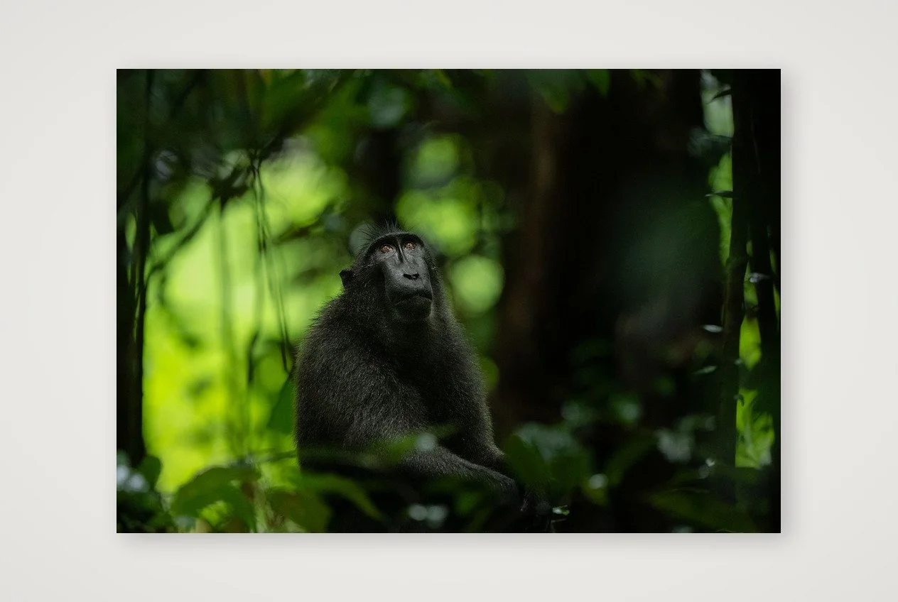 Celebes Crested Macaque