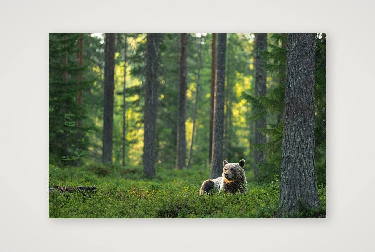 Brown Bear Wood