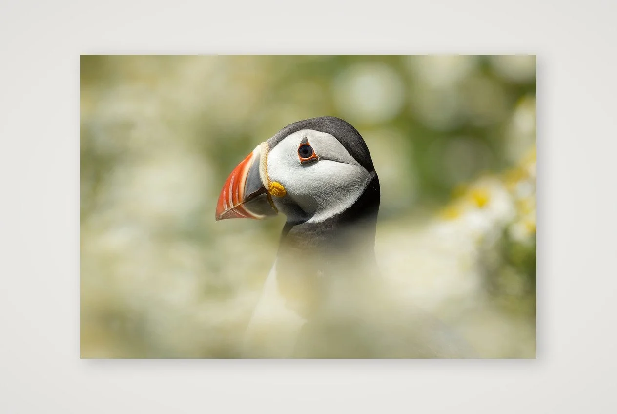 Summer Puffin Skomer