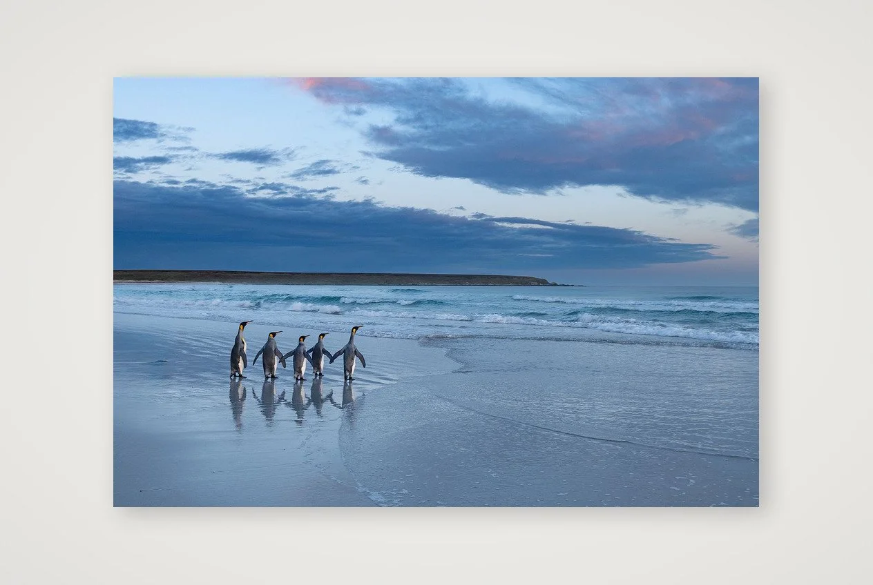 King Penguins Blue Hour