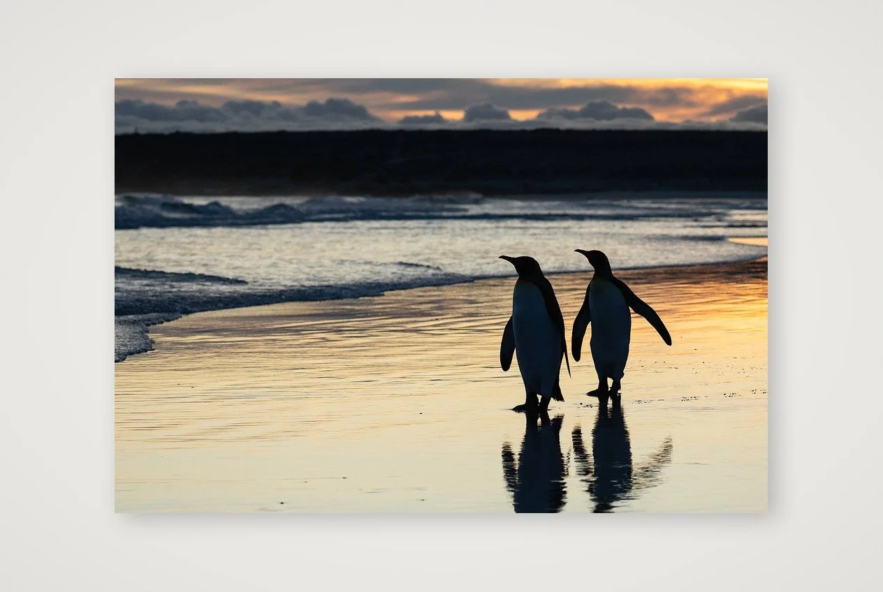 Sunrise Penguin Couple
