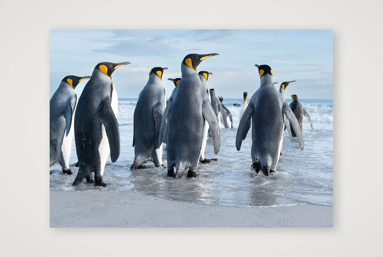 King Penguins