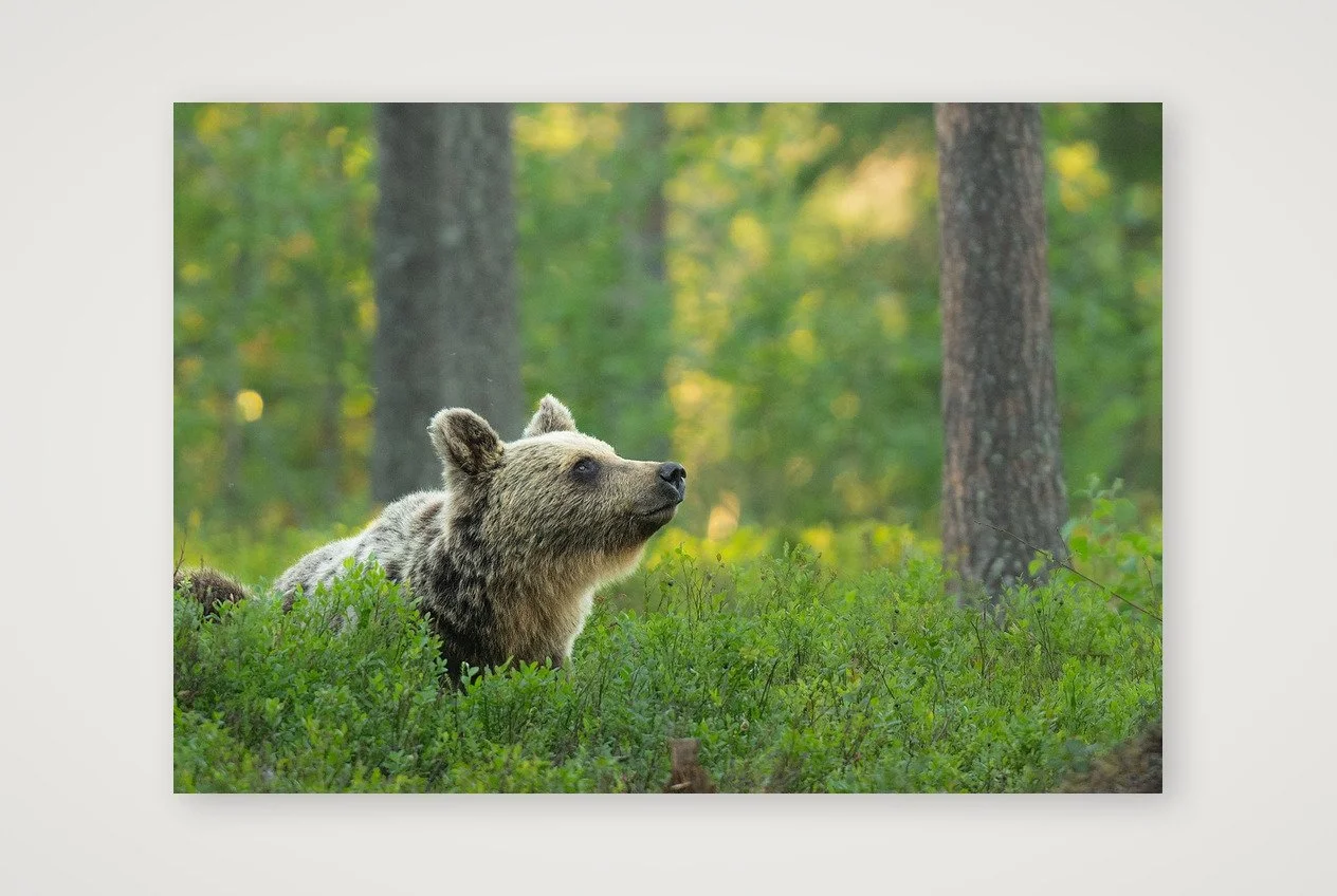 Brown Bear Finland