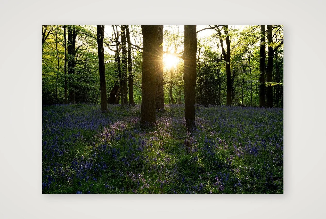 Bluebell Wood