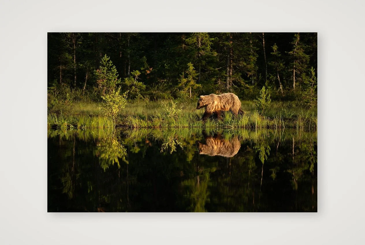 Brown Bear Reflection